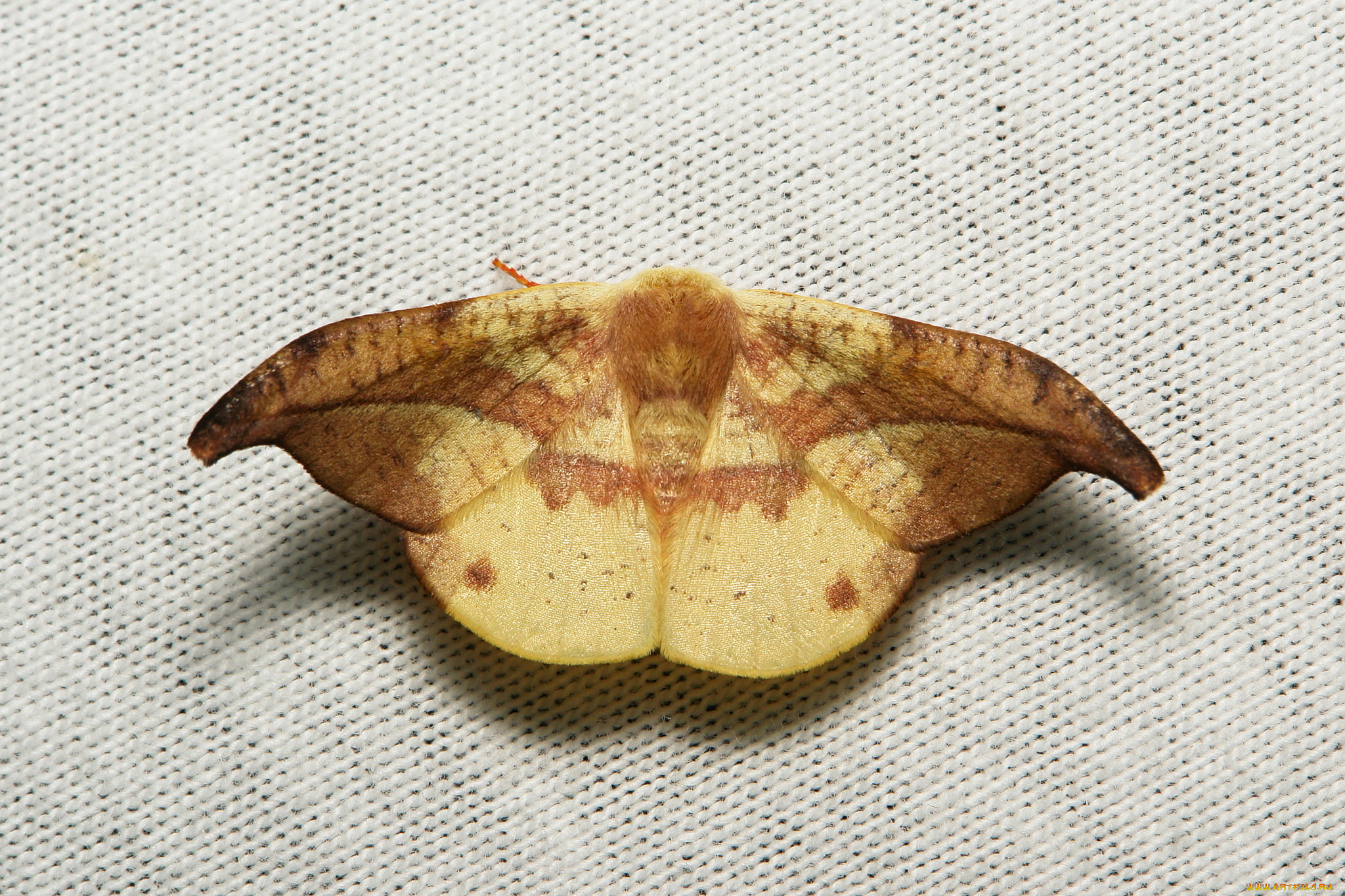 животные, бабочки, , мотыльки, , моли, itchydogimages, мотылёк, насекомое, макро