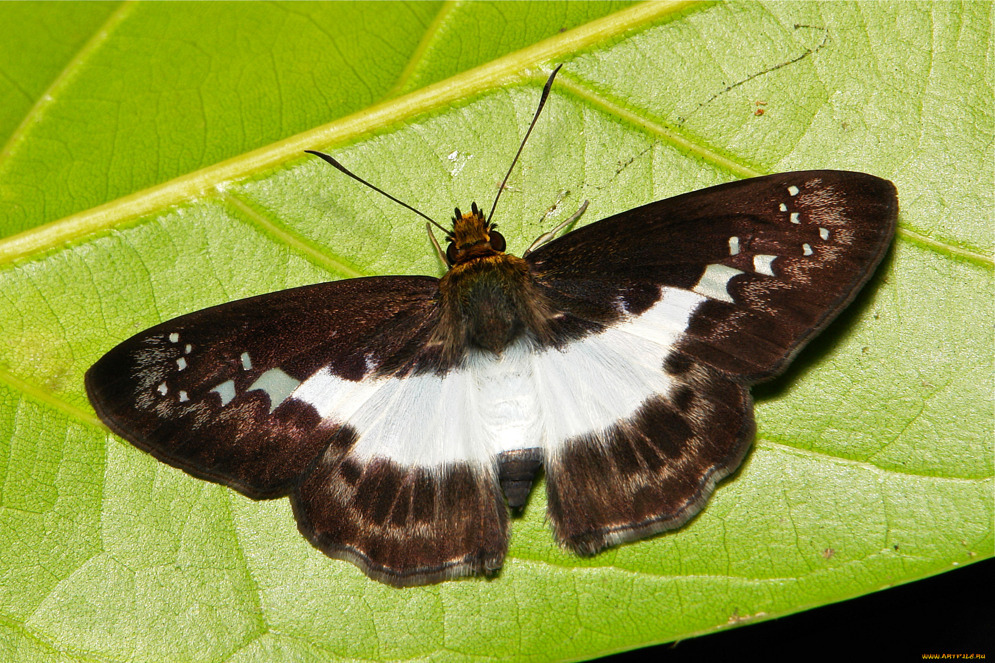 животные, бабочки, , мотыльки, , моли, itchydogimages, макро, насекомое, бабочка, коричневая, крылья, усики