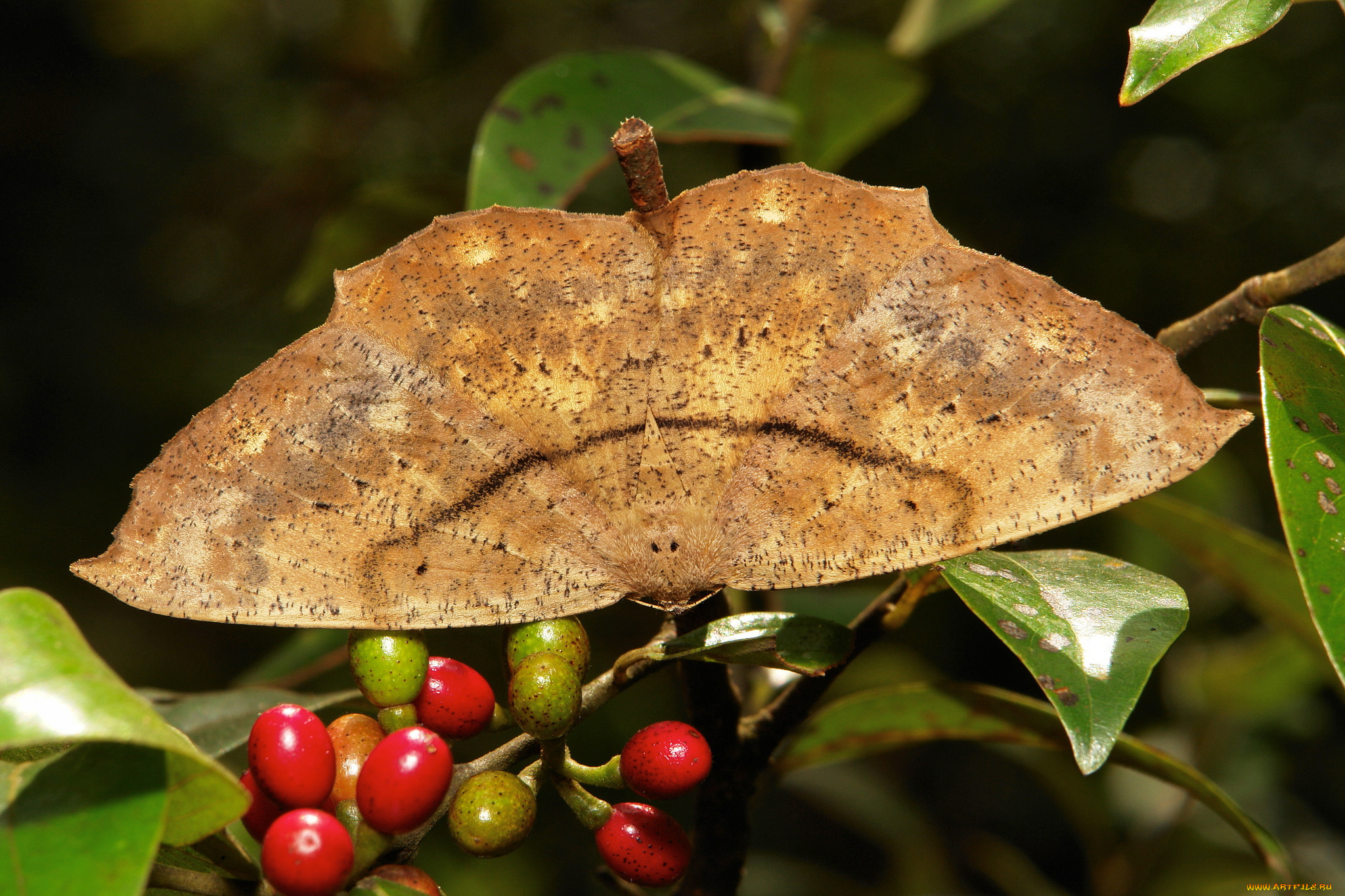 животные, бабочки, , мотыльки, , моли, крылья, бабочка, макро, itchydogimages