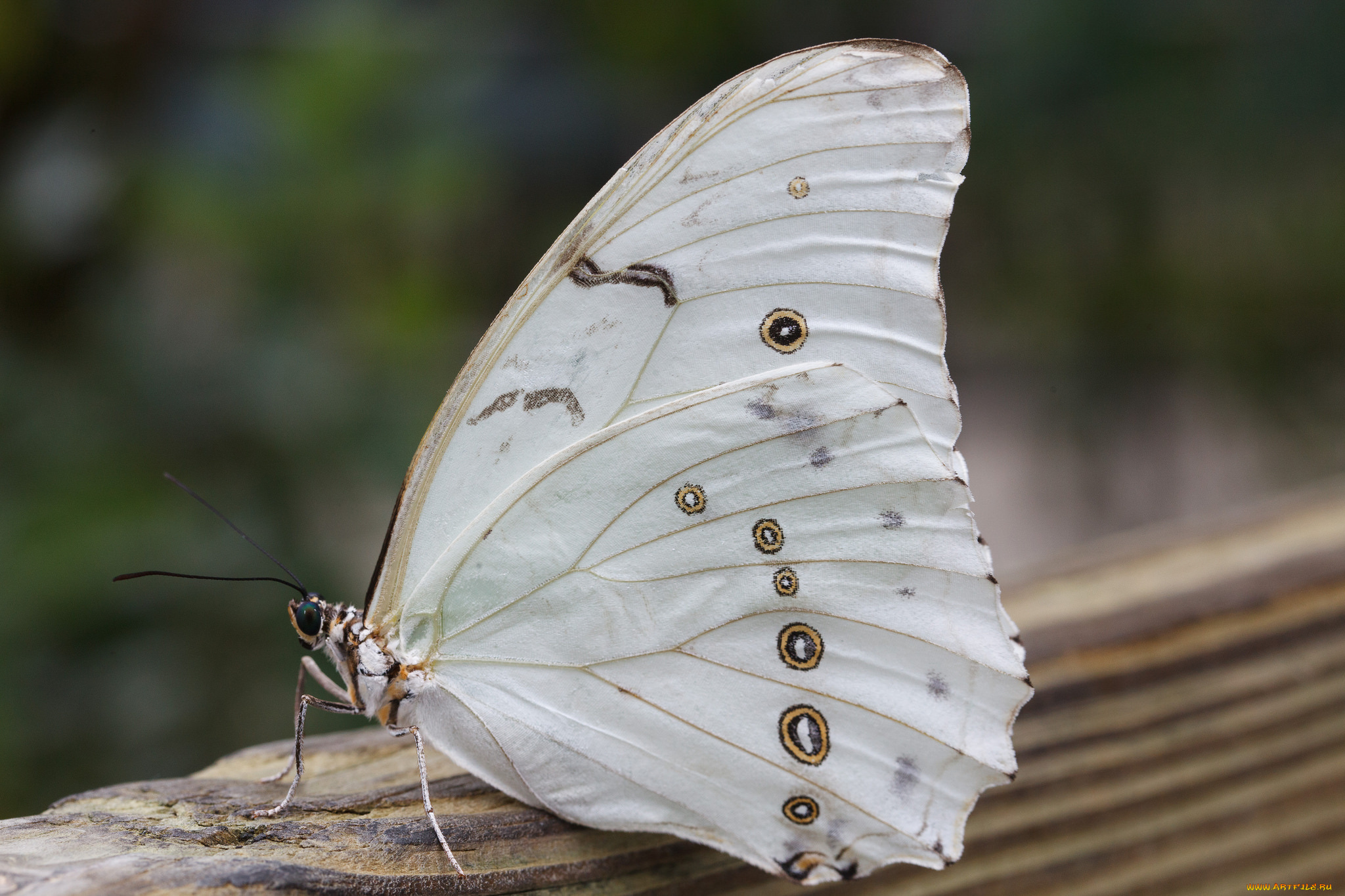 животные, бабочки, , мотыльки, , моли, листья, бабочка, макро, bob, decker, насекомое, усики, крылья, фон