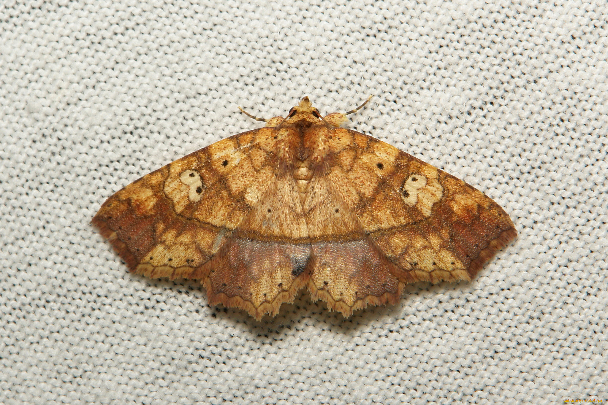 животные, бабочки, , мотыльки, , моли, макро, itchydogimages, мотылёк, моль