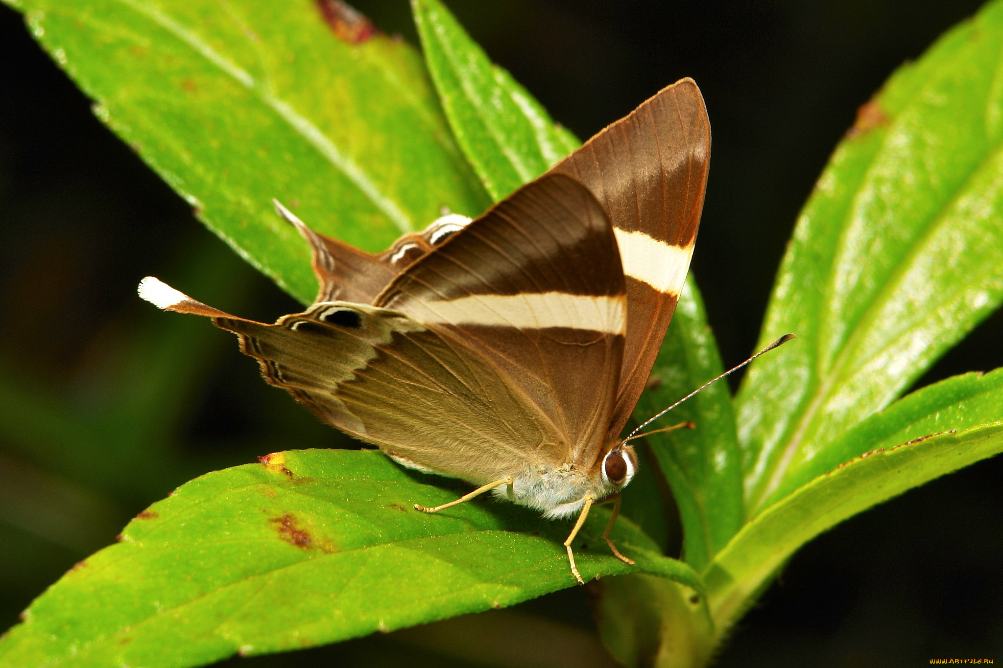 животные, бабочки, , мотыльки, , моли, макро, бабочка, моль, itchydogimages