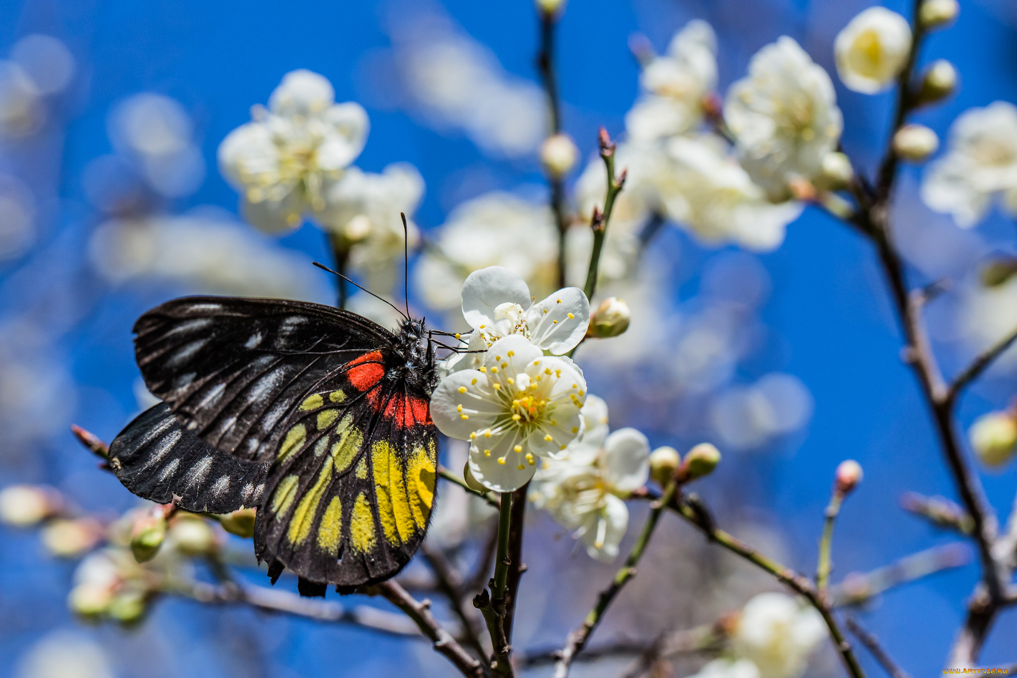 животные, бабочки, , мотыльки, , моли, макро, бабочка, весна, цветы, небо