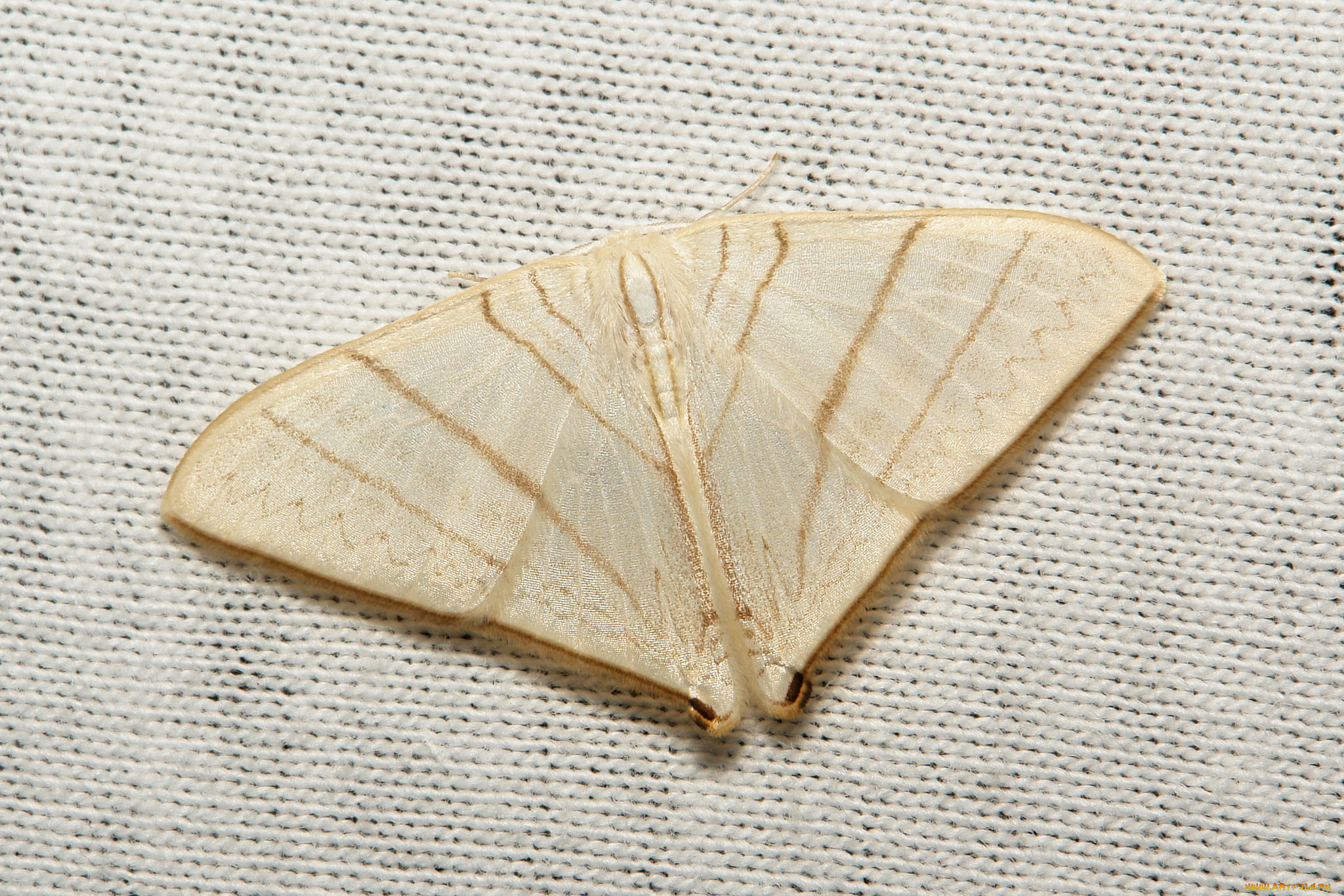 животные, бабочки, , мотыльки, , моли, моль, вязаное, полотно, макро, itchydogimages, крылья