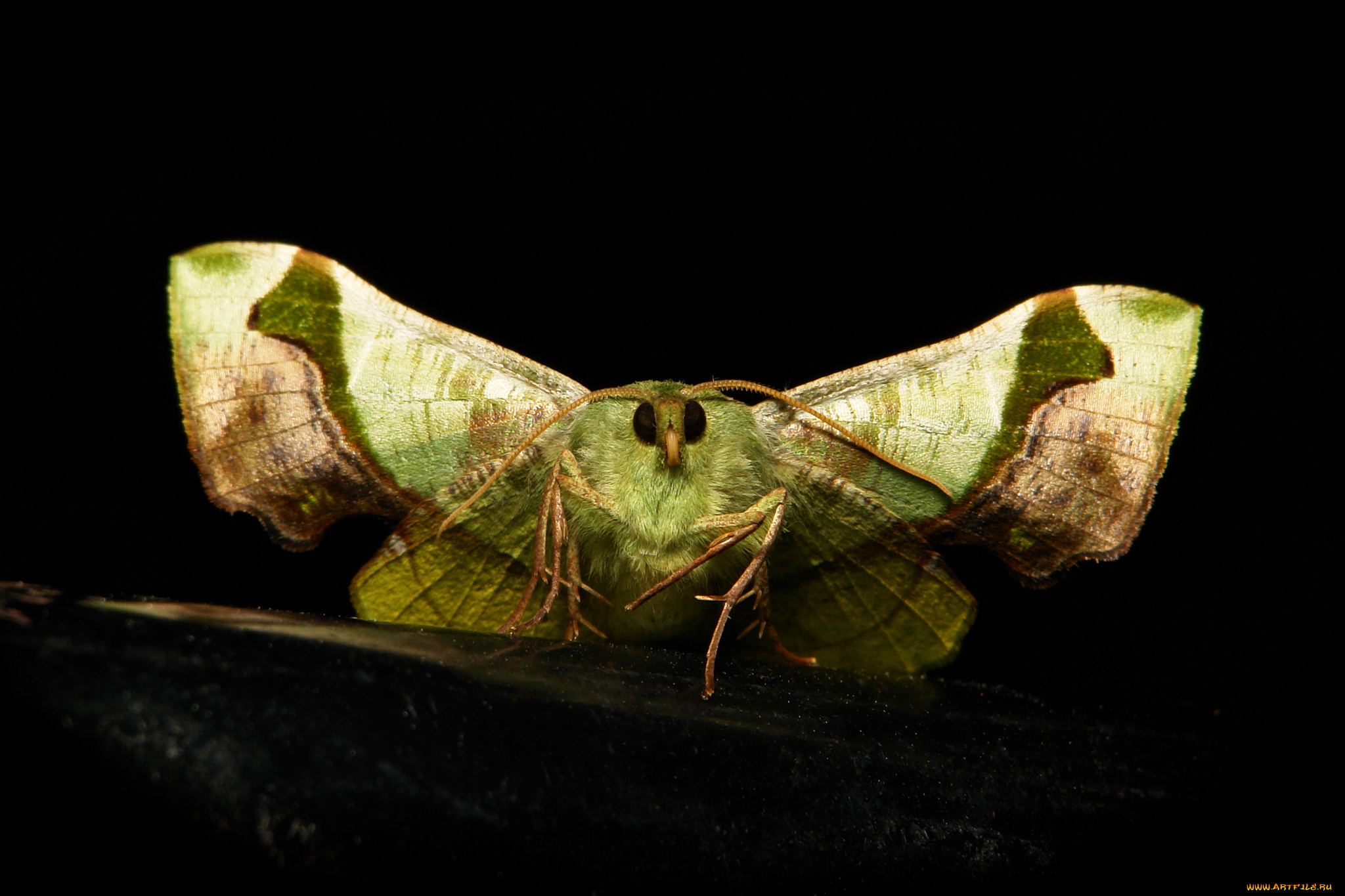 животные, бабочки, , мотыльки, , моли, мотылёк, моль, макро, itchydogimages