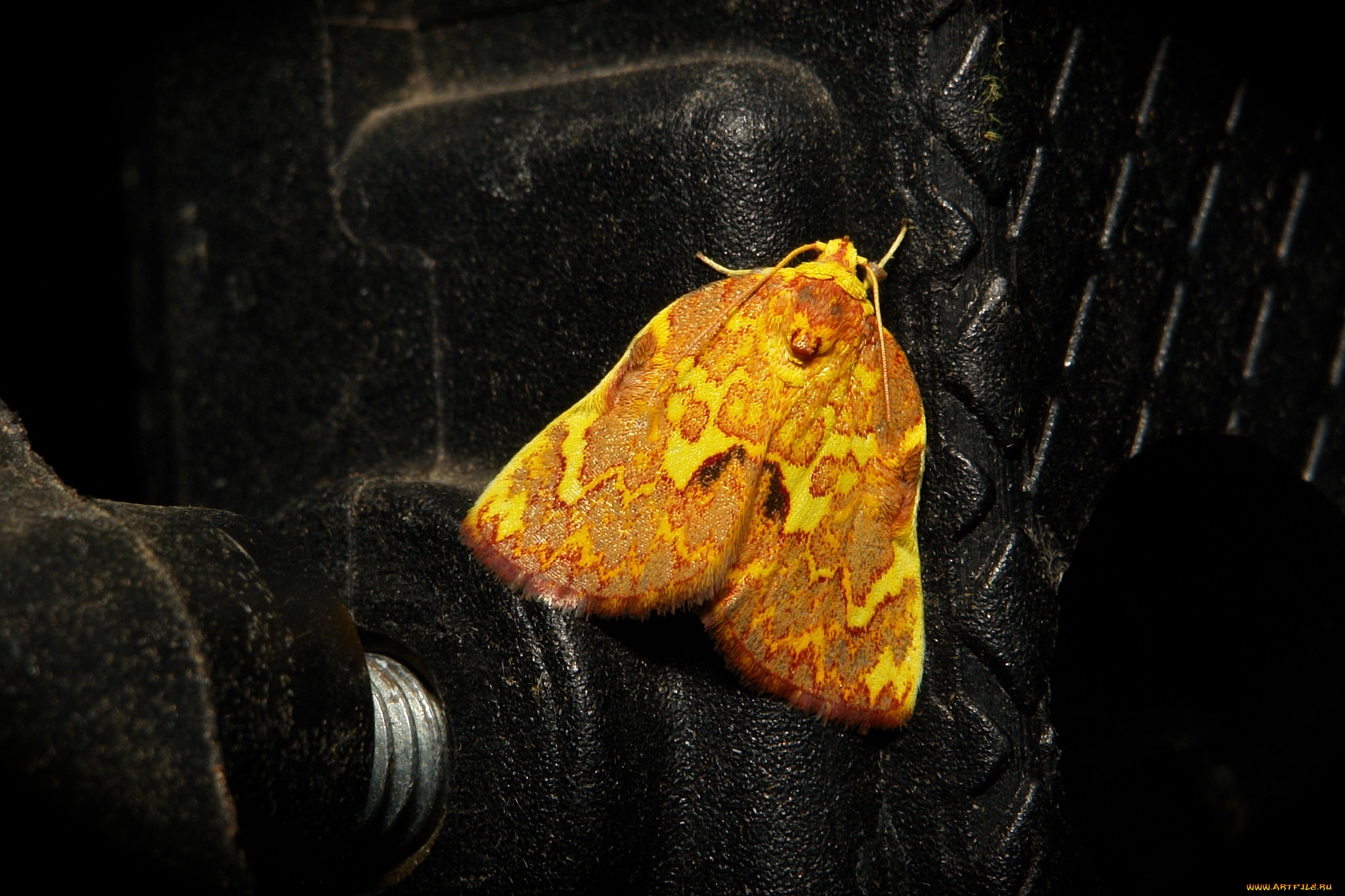 животные, бабочки, , мотыльки, , моли, насекомое, макро, itchydogimages, моль