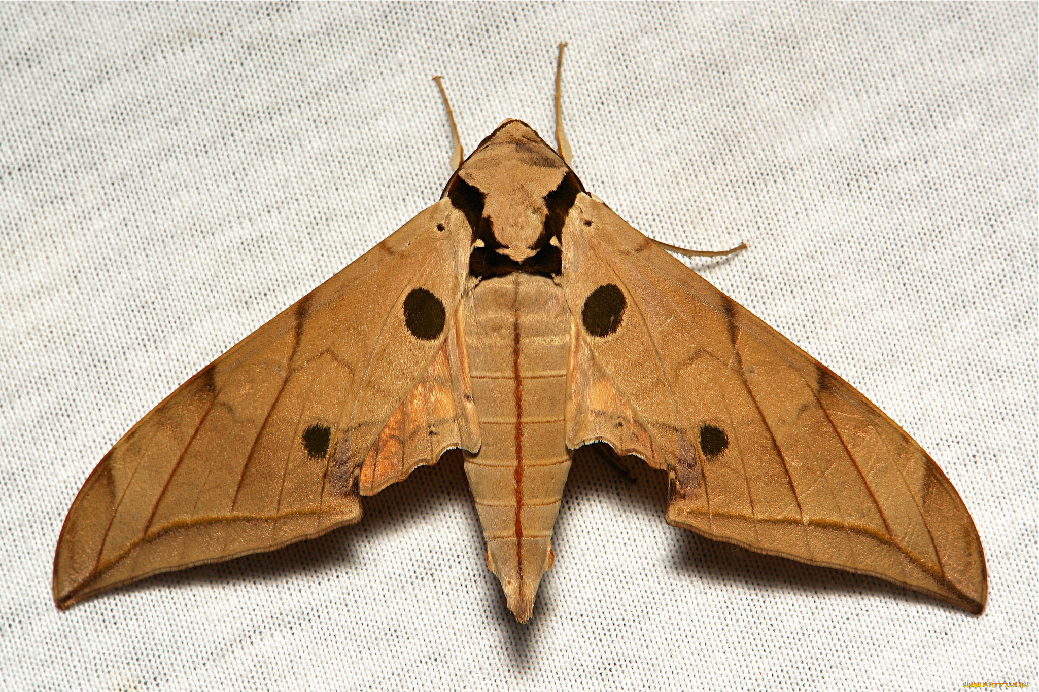 животные, бабочки, , мотыльки, , моли, полотно, вязанное, узор, усики, itchydogimages, крылья, моль, макро