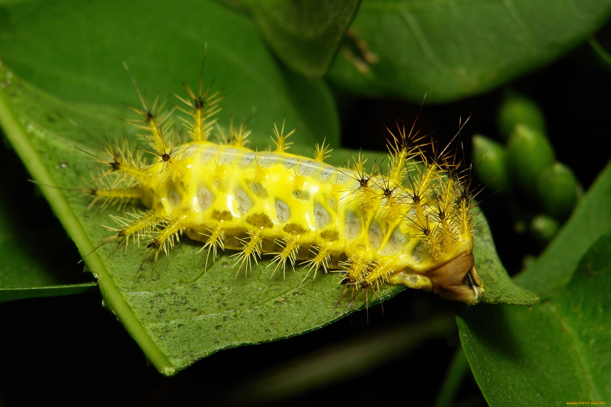 животные, гусеницы, гусеница, лист, макро, itchydogimages