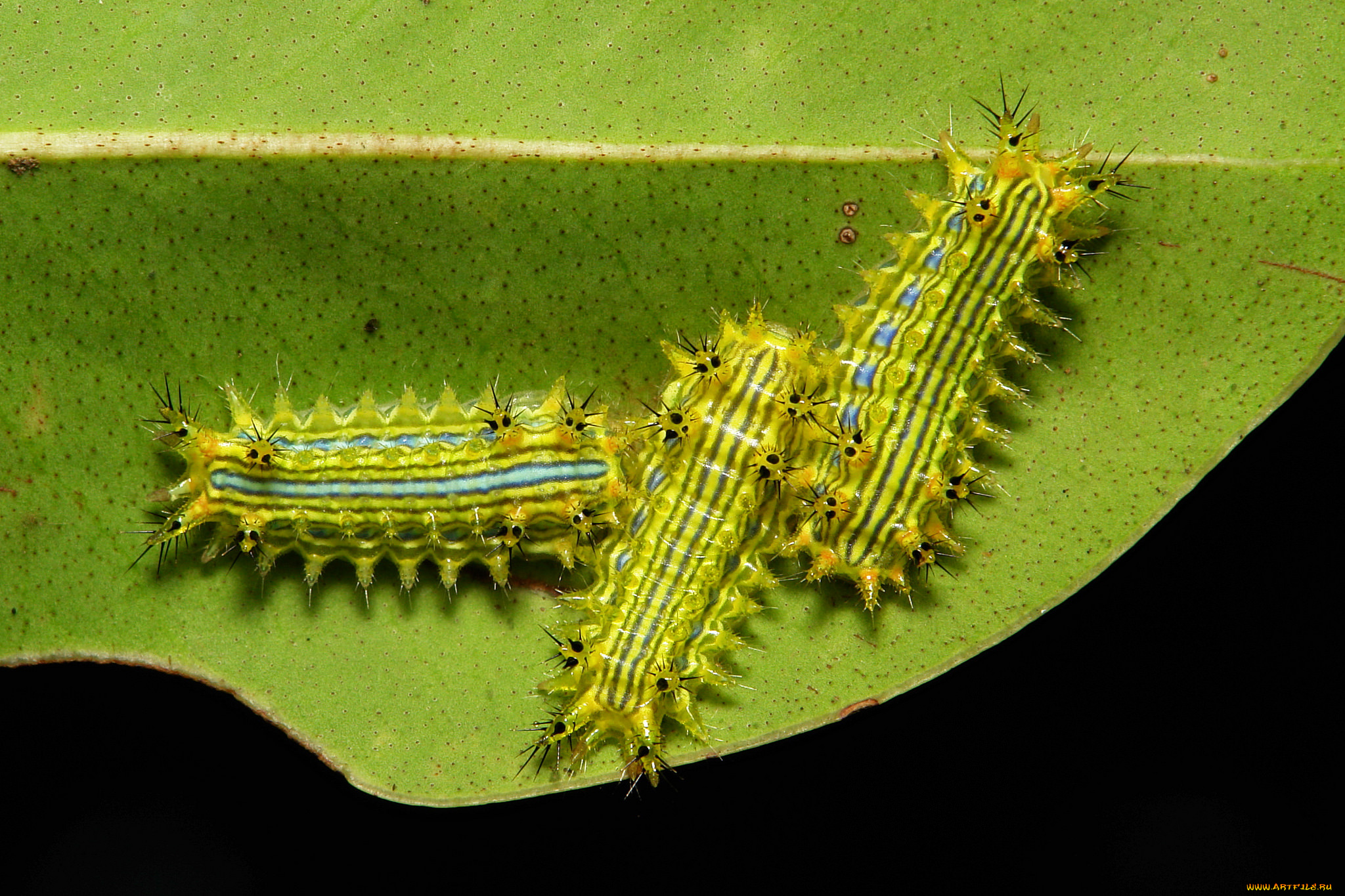 животные, гусеницы, itchydogimages, макро, гусеница, лист