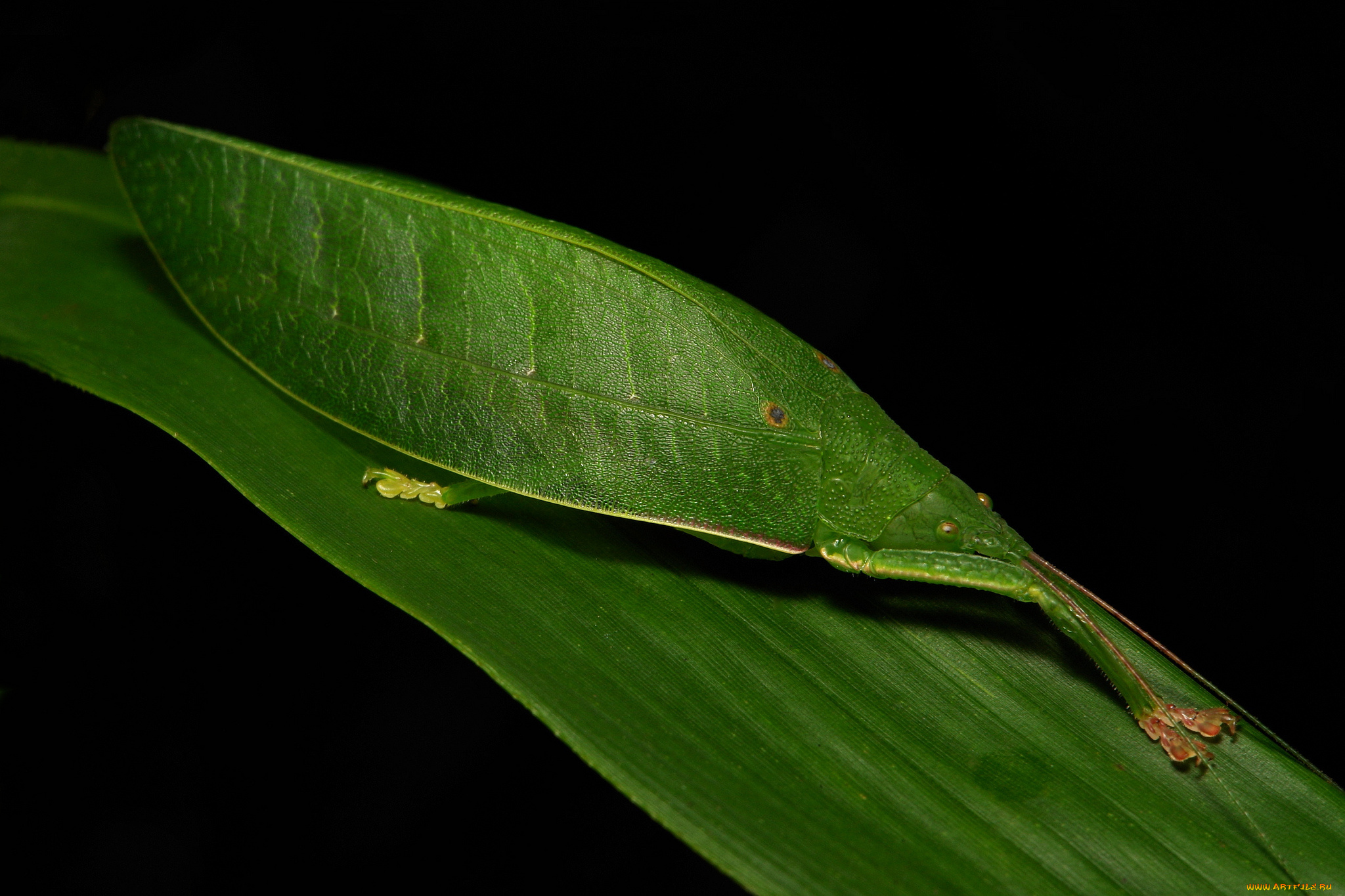 животные, кузнечики, , саранча, фон, насекомое, жук, травинка, макро, кузнечик, лист
