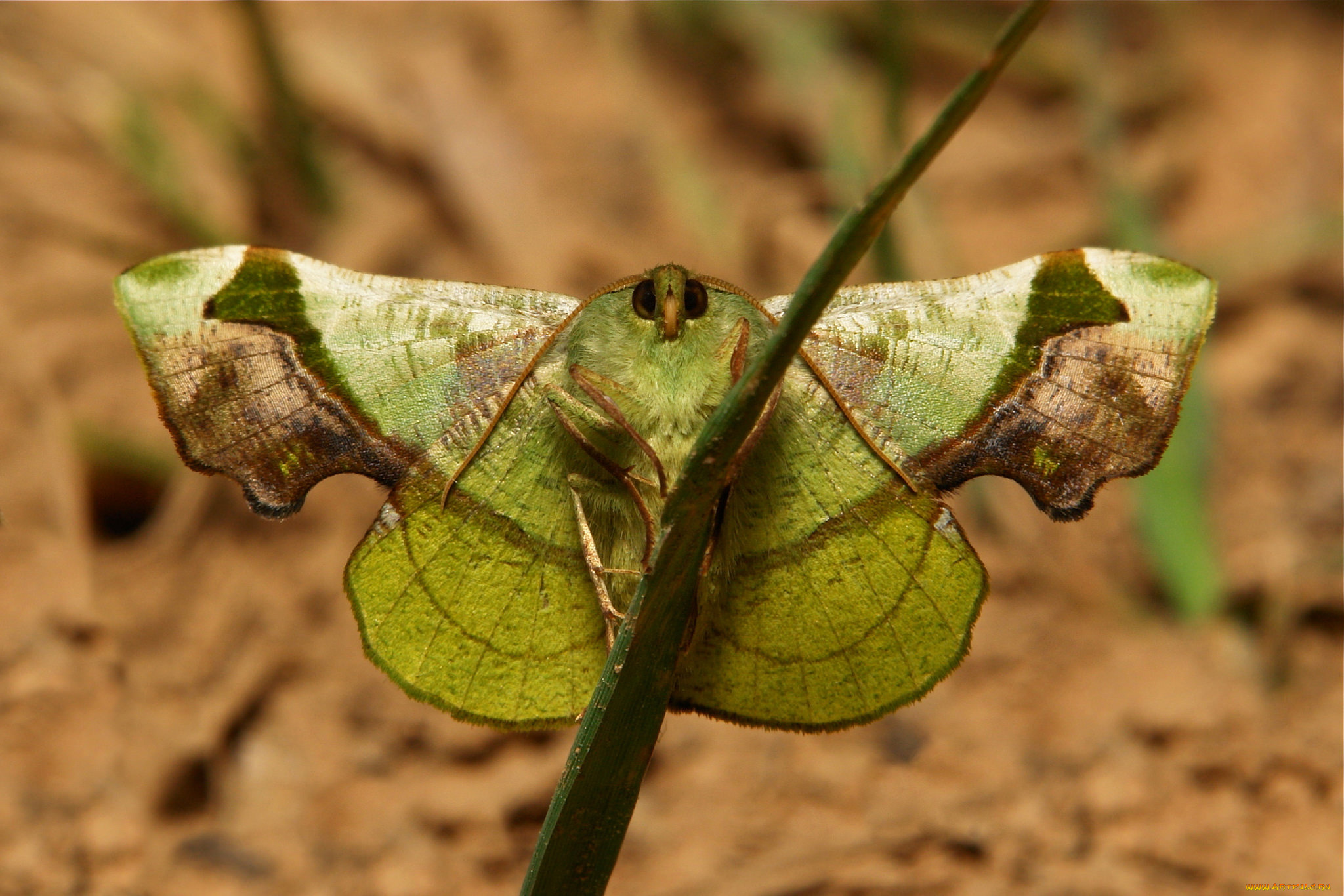 животные, бабочки, , мотыльки, , моли, itchydogimages, макро, моль, мотылёк