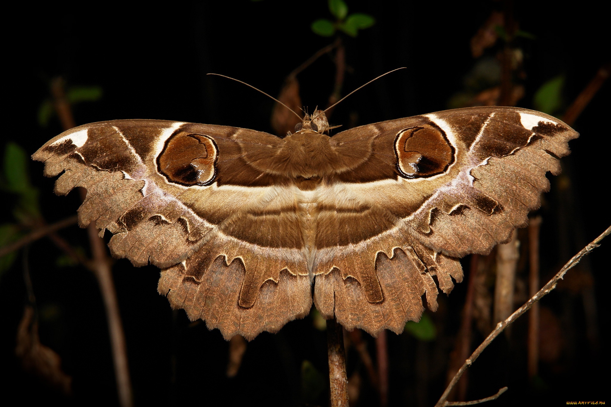 животные, бабочки, , мотыльки, , моли, насекомое, макро, itchydogimages, мотылёк