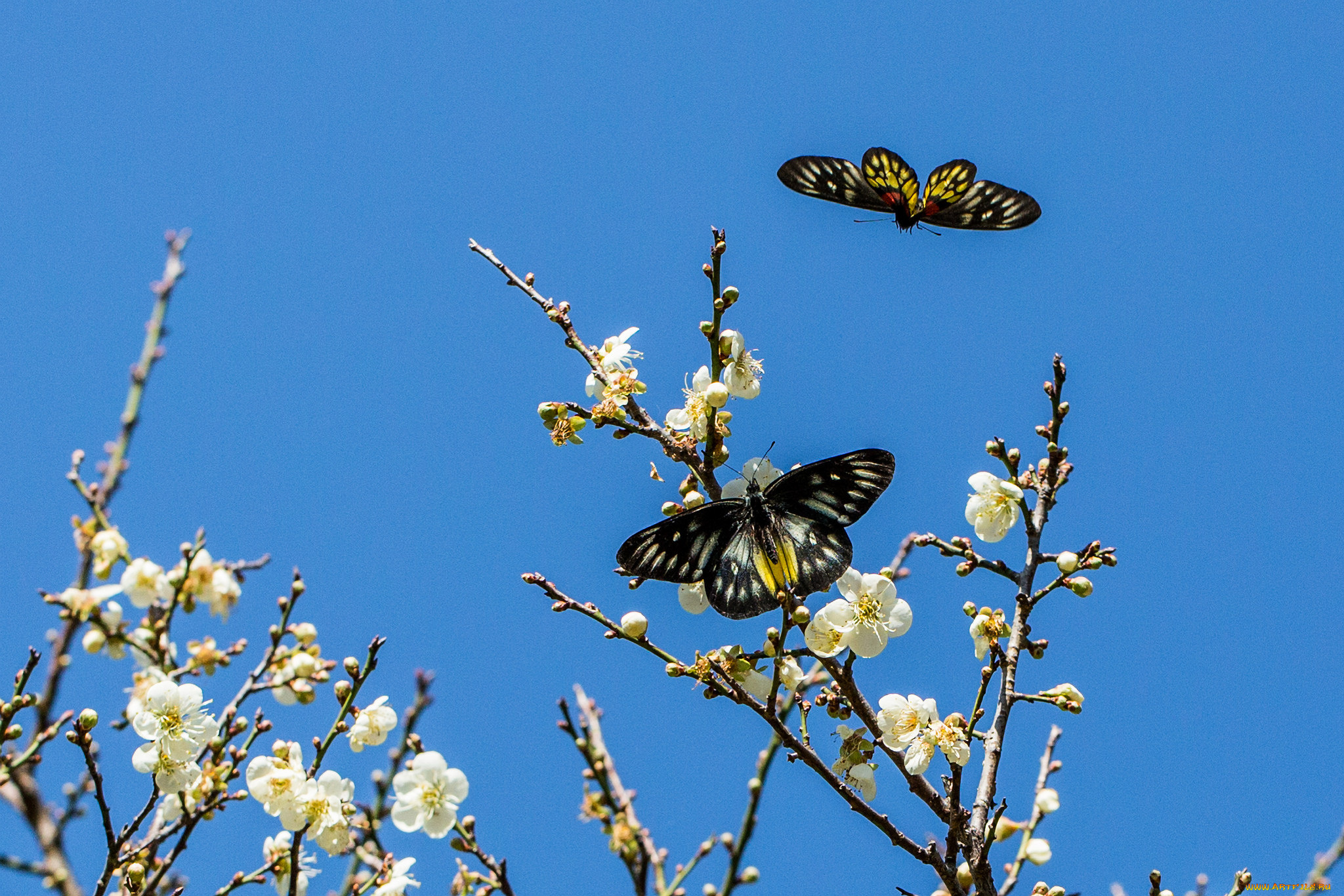 животные, бабочки, , мотыльки, , моли, небо, ветки, вишня, цветы