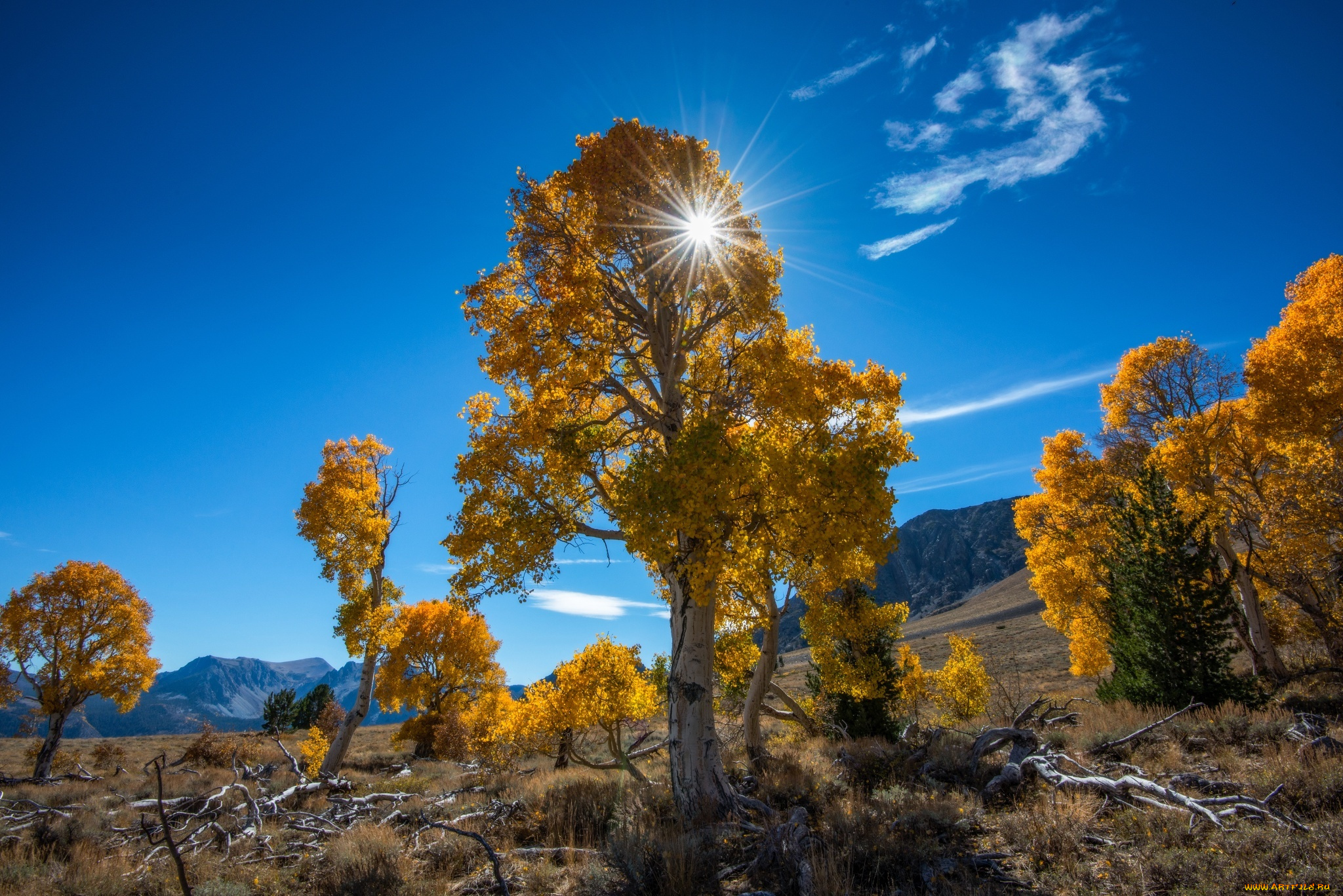 природа, восходы, закаты, деревья, осень