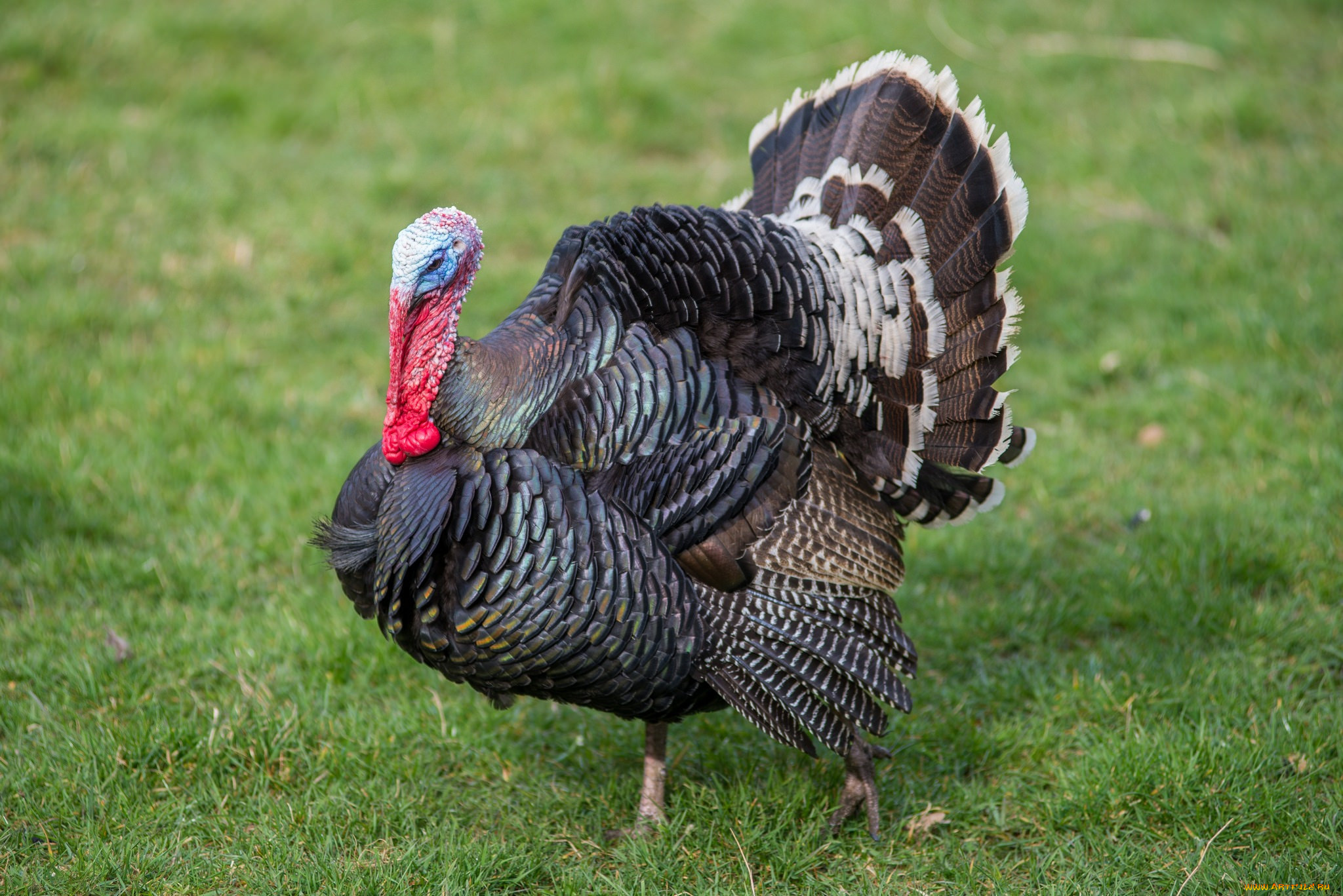 животные, индюки, индюк
