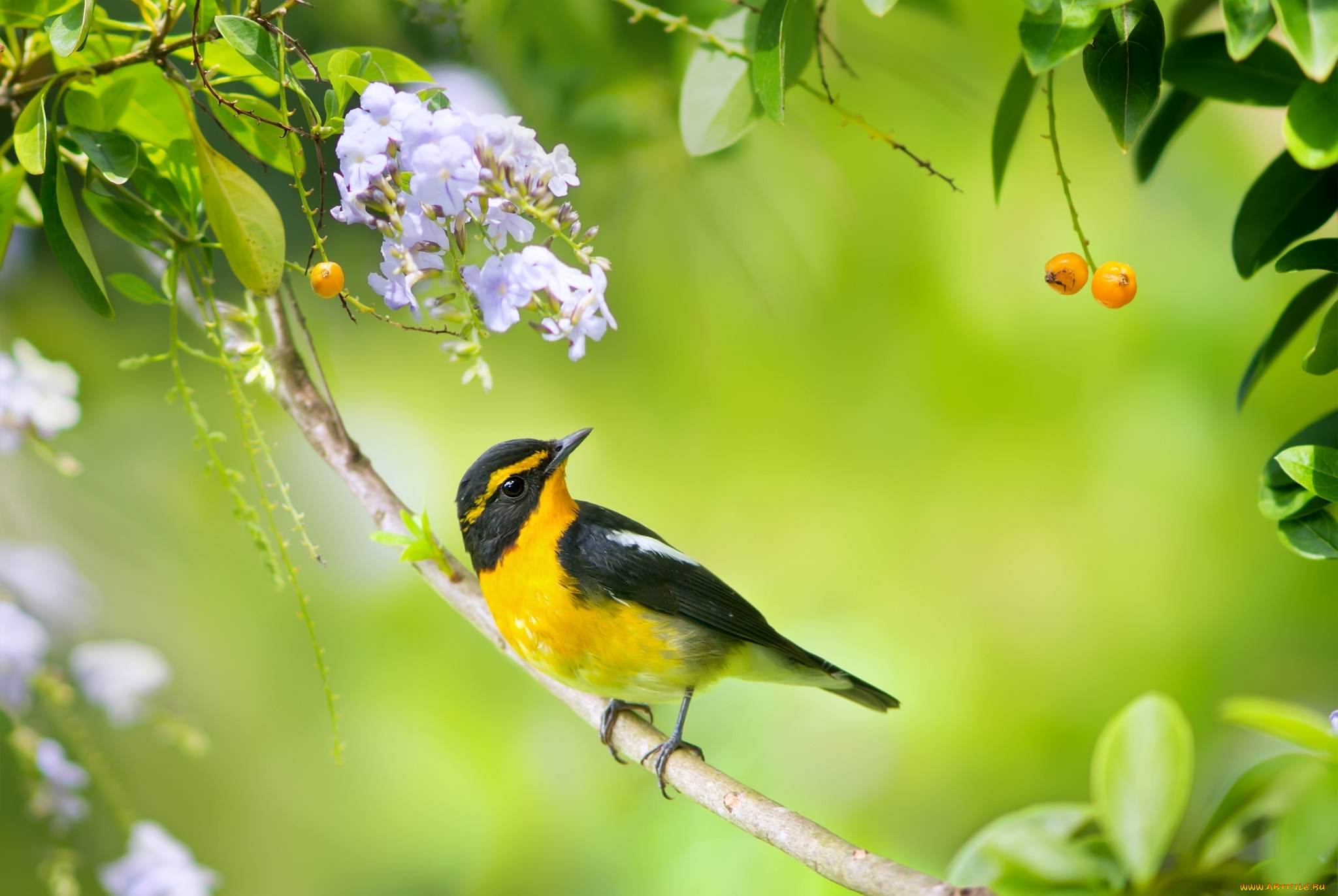 животные, птицы, мухоловка, ягоды, красавица, цветы, ветка, птичка