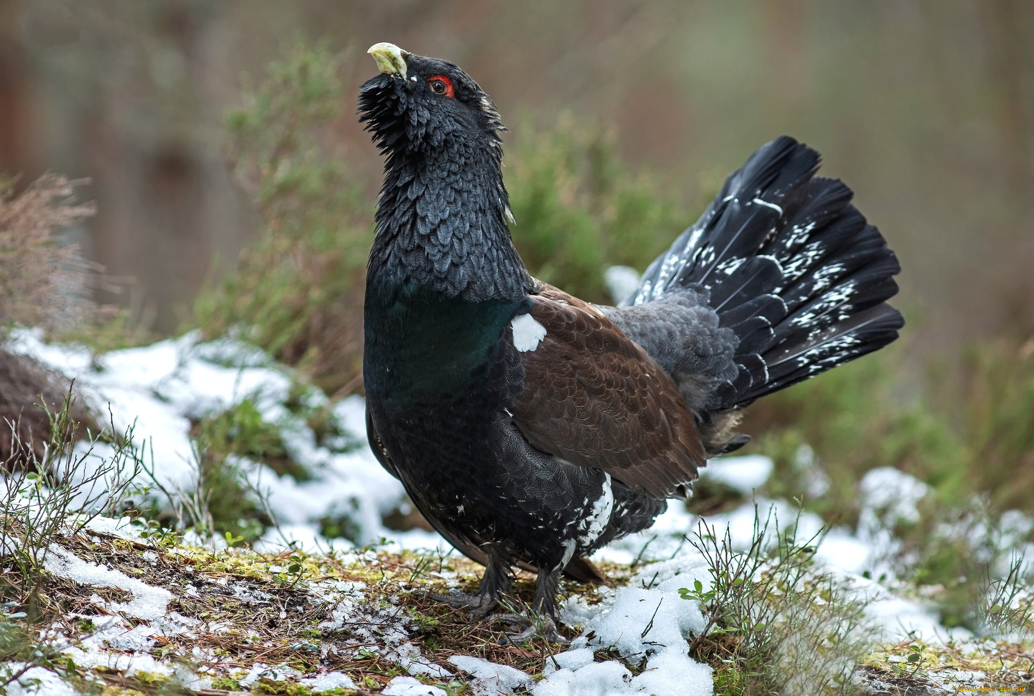животные, глухари, , тетерева, глухарь