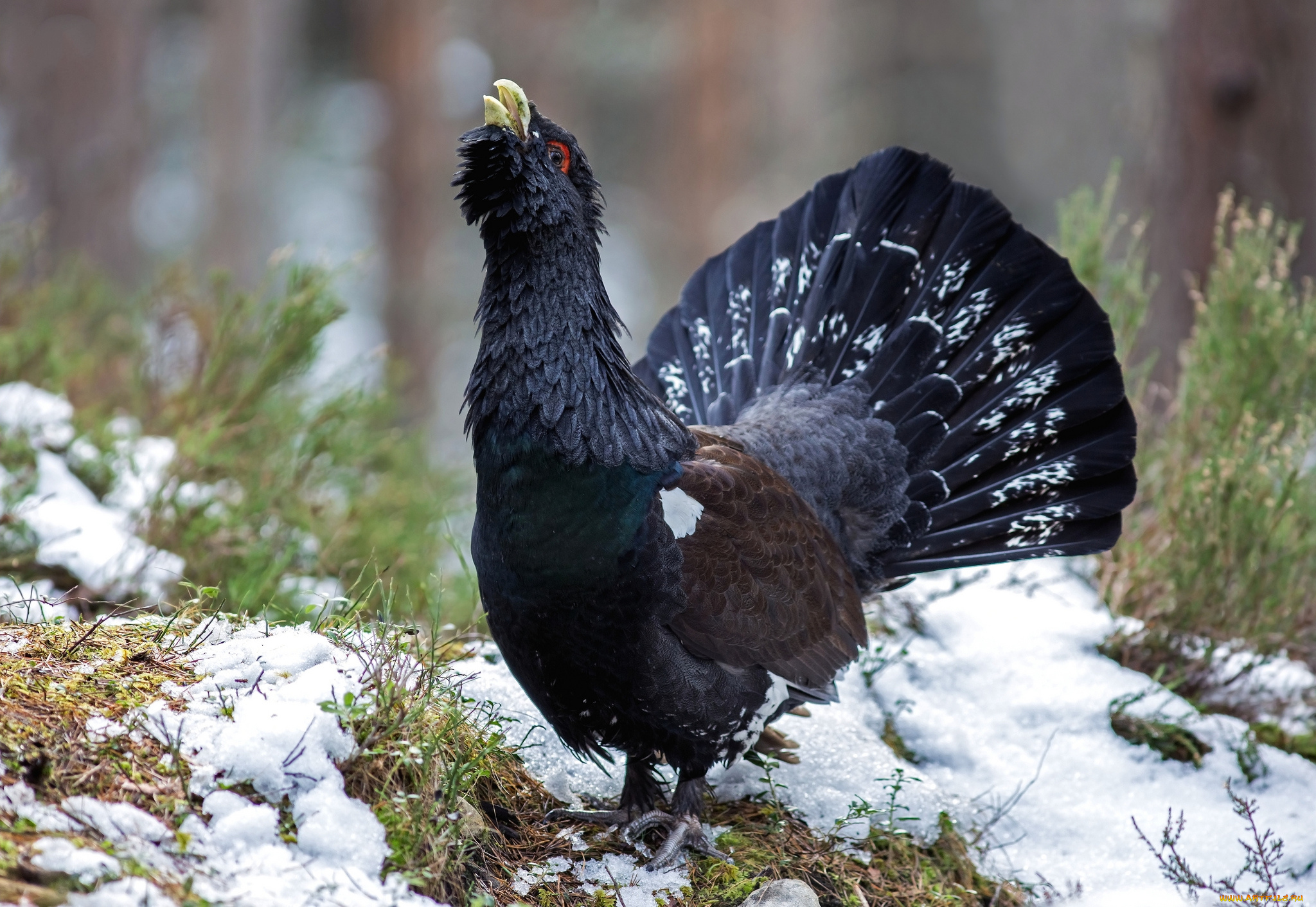 животные, глухари, , тетерева, глухарь