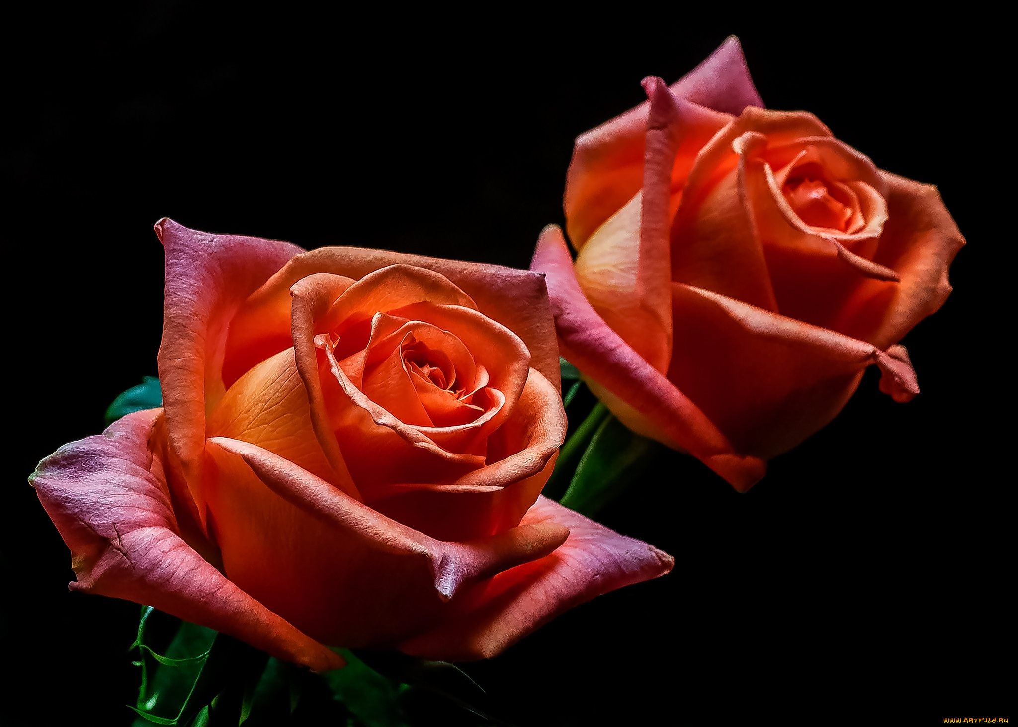 цветы, розы, бутон, роза