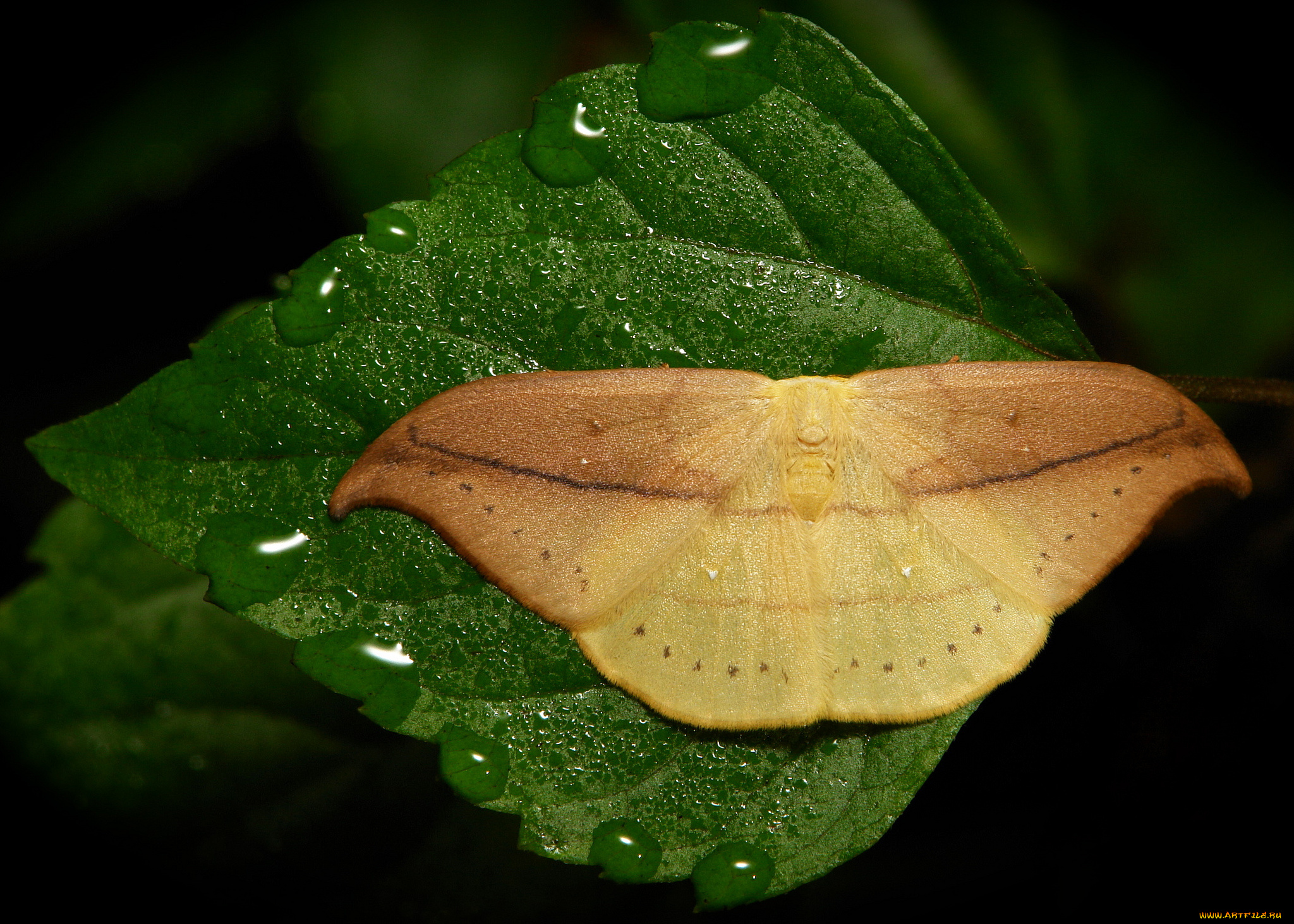 животные, бабочки, , мотыльки, , моли, itchydogimages, макро, капли, утро, бабочка, роса, моль, лист