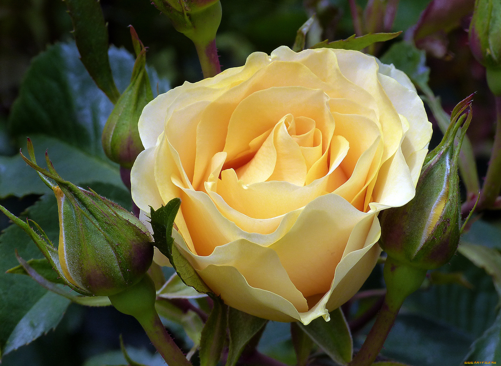 цветы, розы, роза, бутон