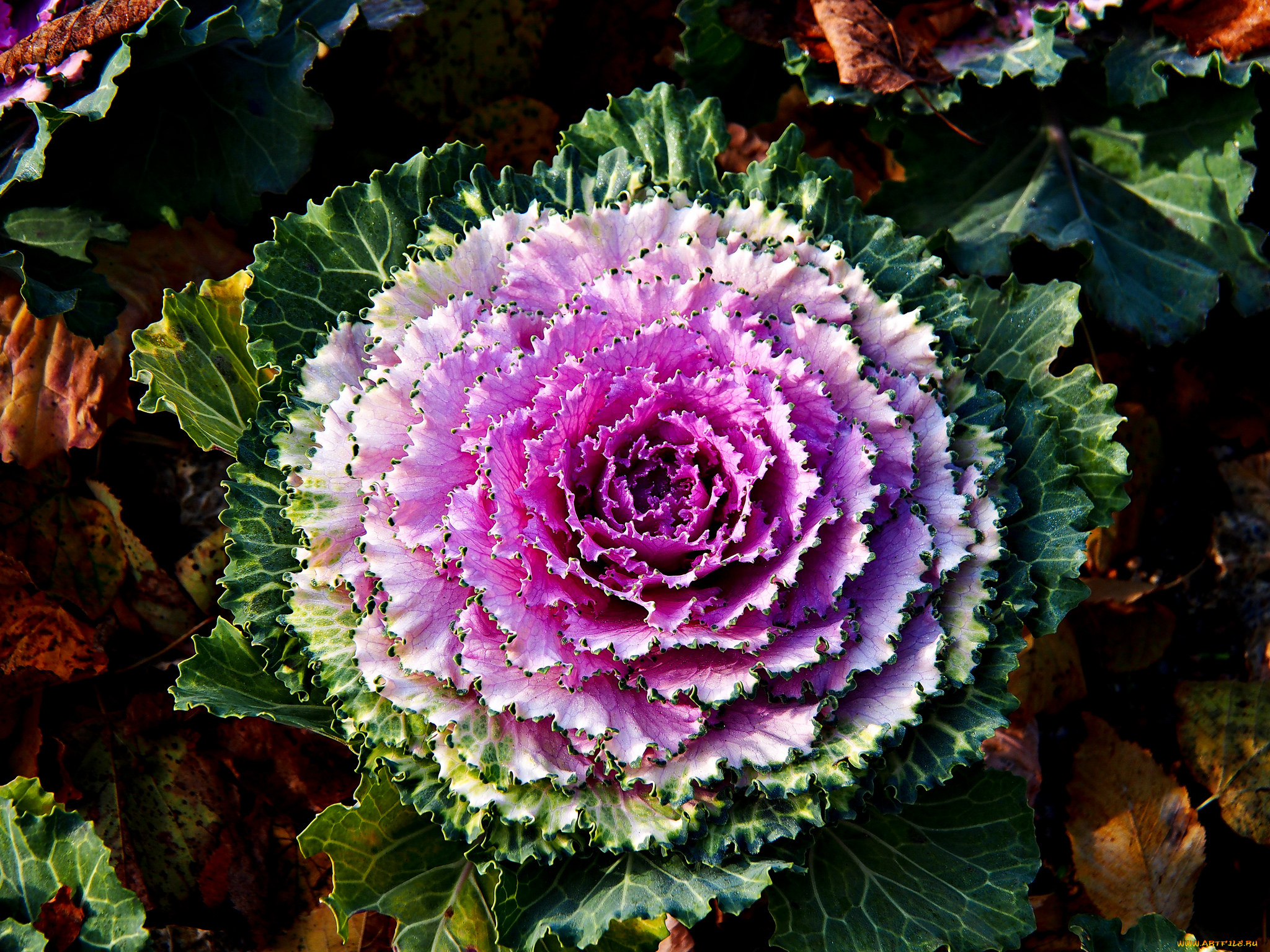 цветы, декоративная, капуста, капуста, дероративная