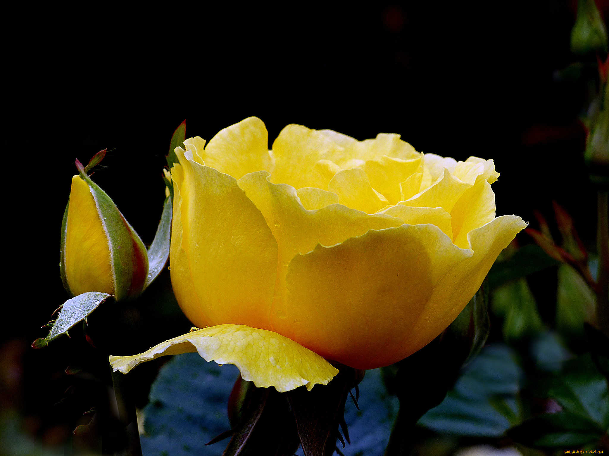 цветы, розы, роза, бутон