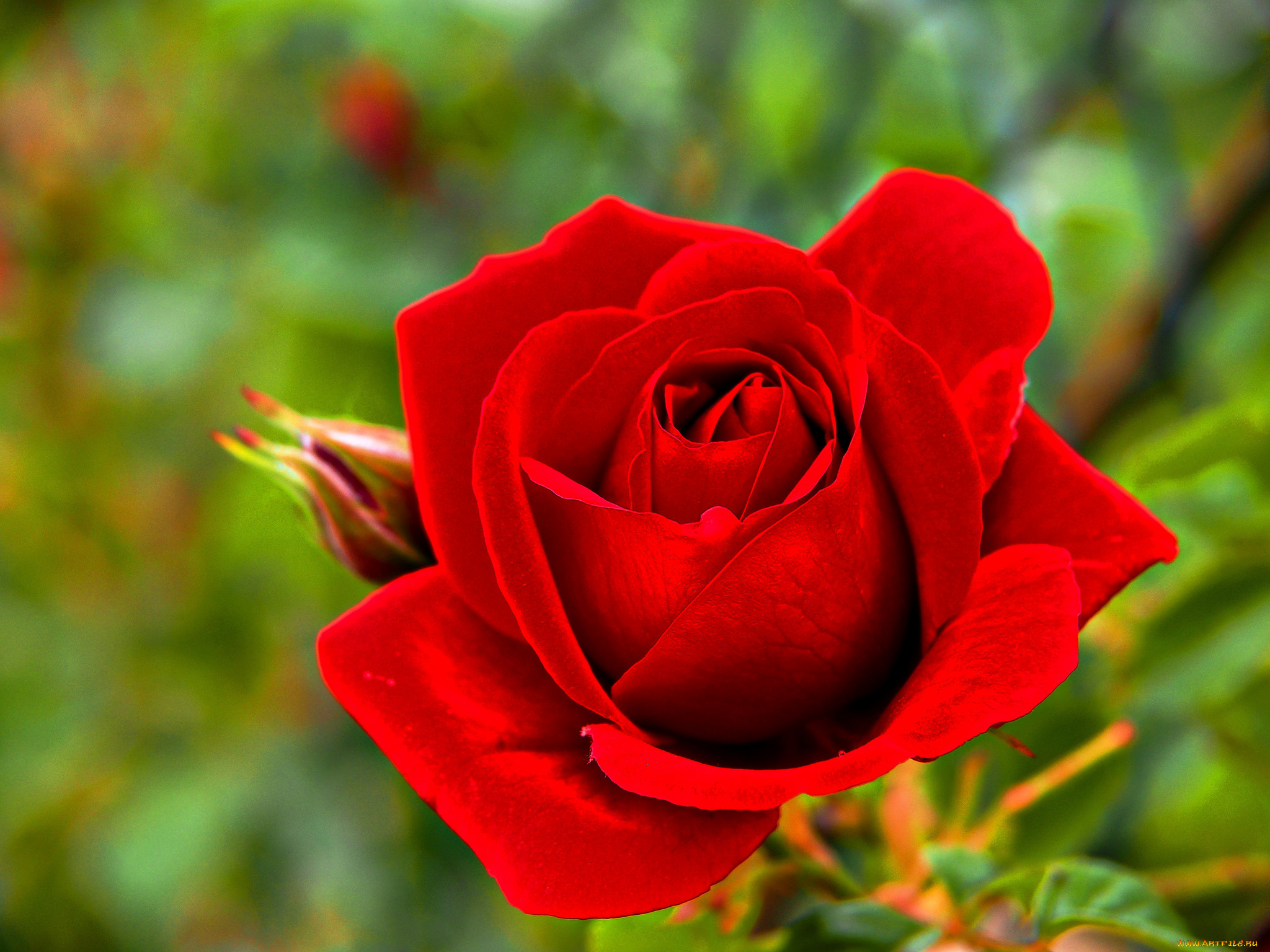 цветы, розы, роза, красная