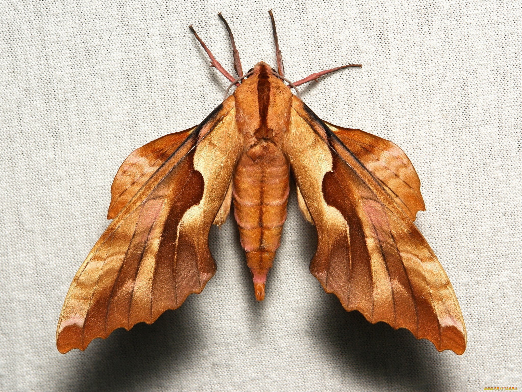 животные, бабочки, , мотыльки, , моли, itchydogimages, крылья, бабочка, макро