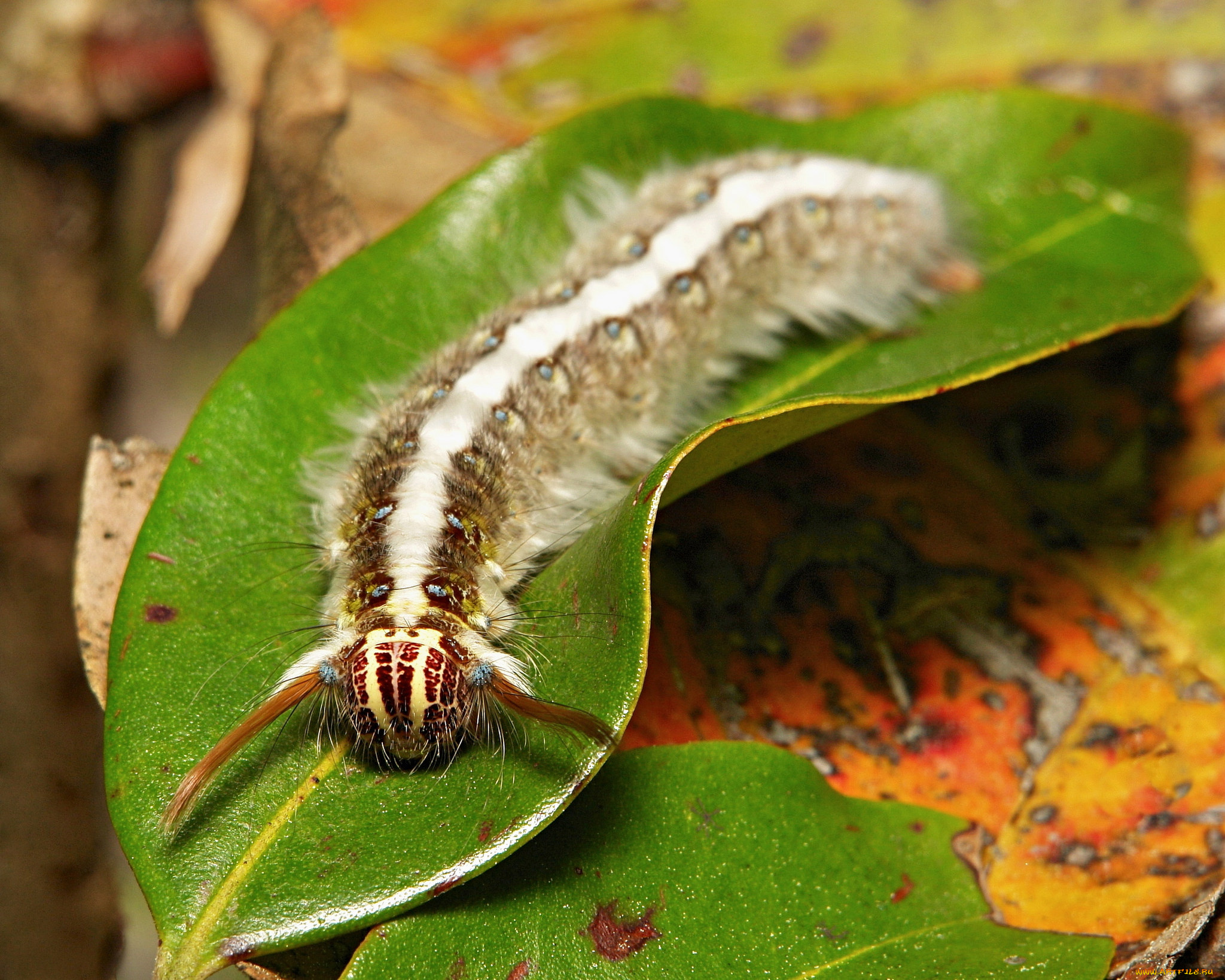 животные, гусеницы, лист, гусеница, макро, itchydogimages