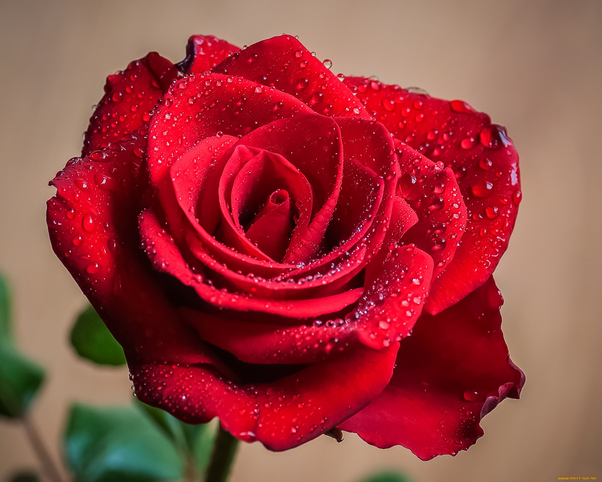 цветы, розы, роза, бутон