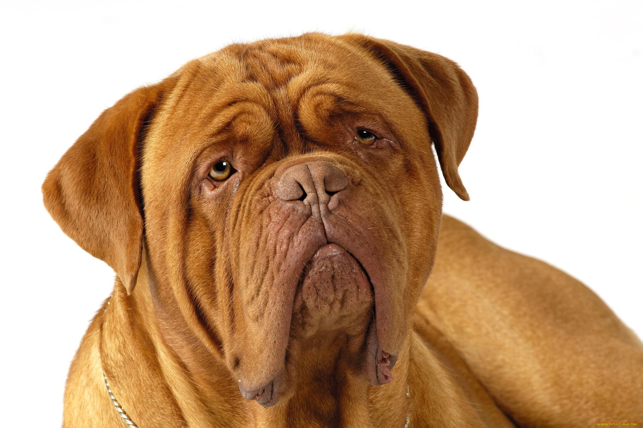 животные, собаки, животное