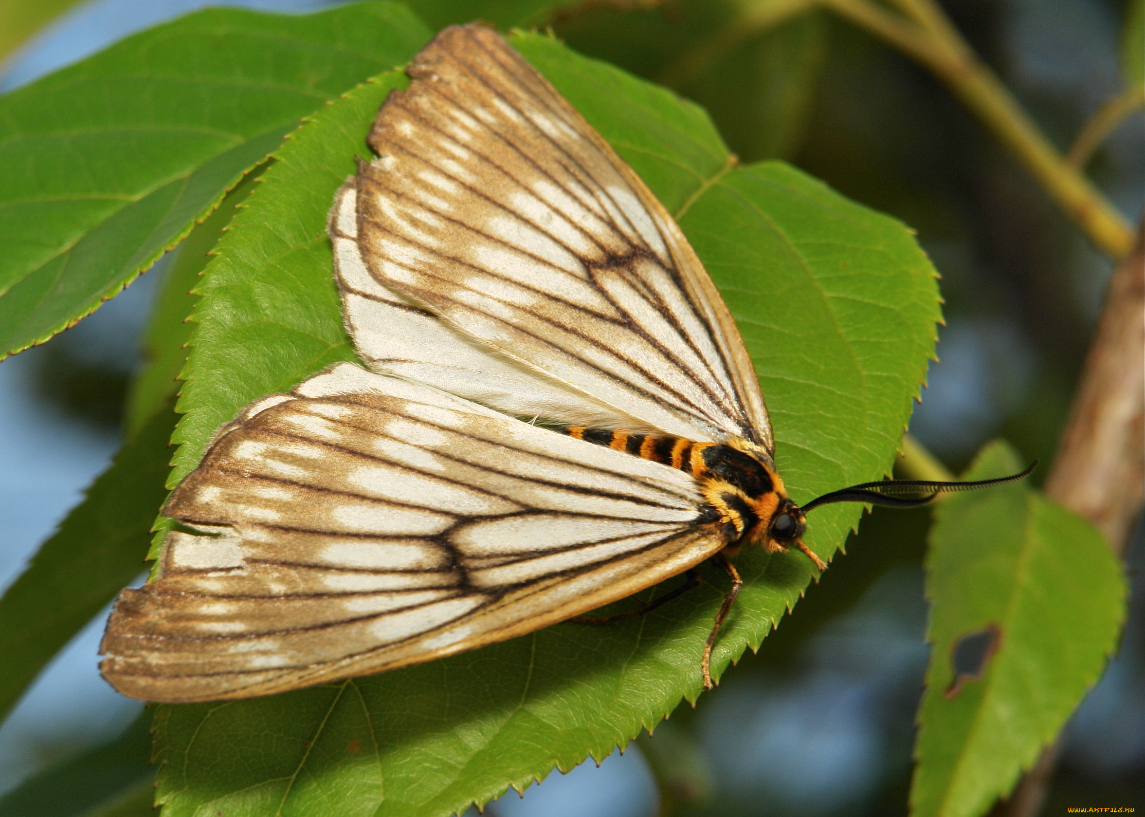 животные, бабочки, , мотыльки, , моли, бабочка, моль, макро, itchydogimages