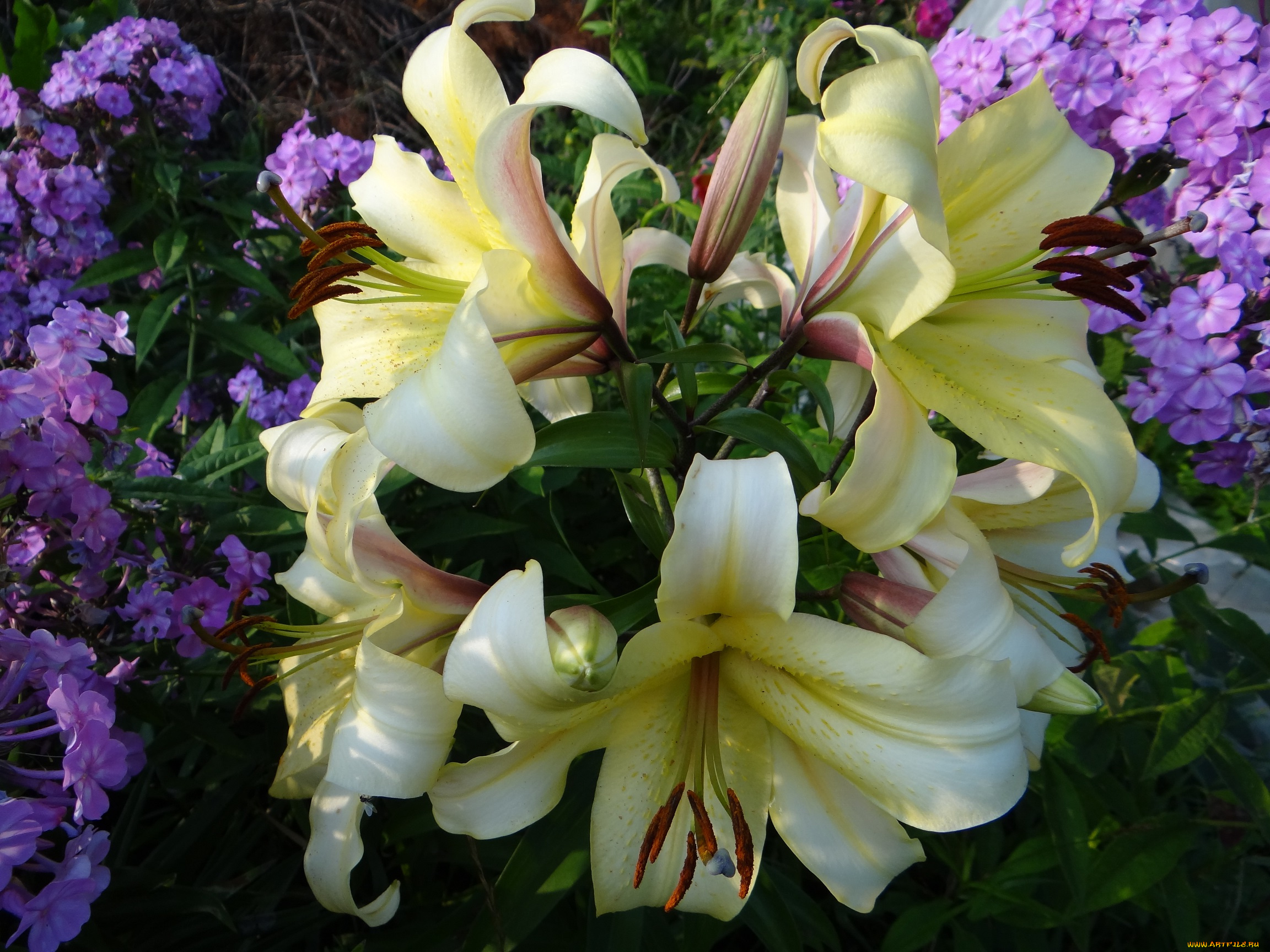 цветы, разные, вместе, жёлтые, лилии, разные