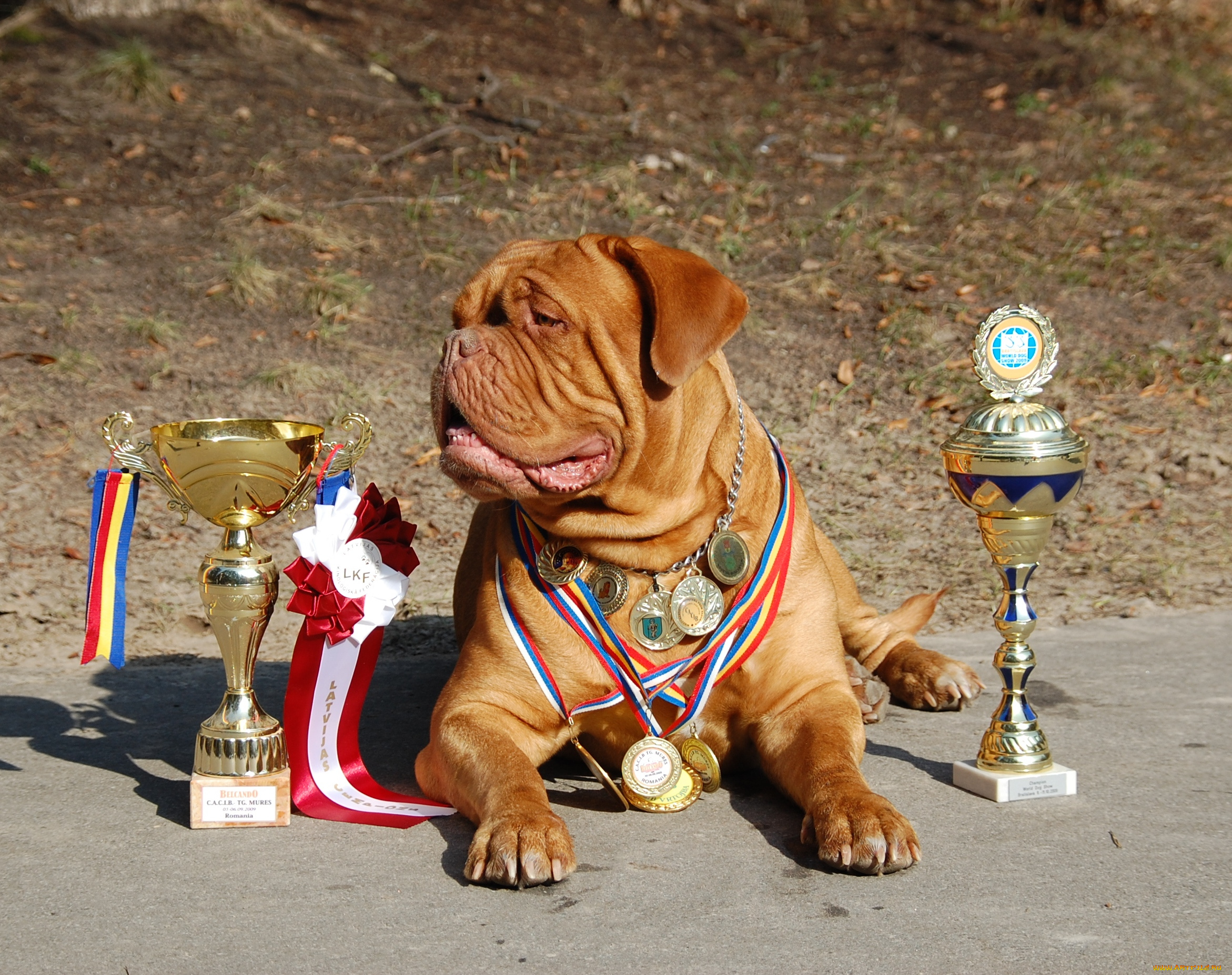 бордоский, дог, животные, собаки, бордоский, дог, щенки, собака