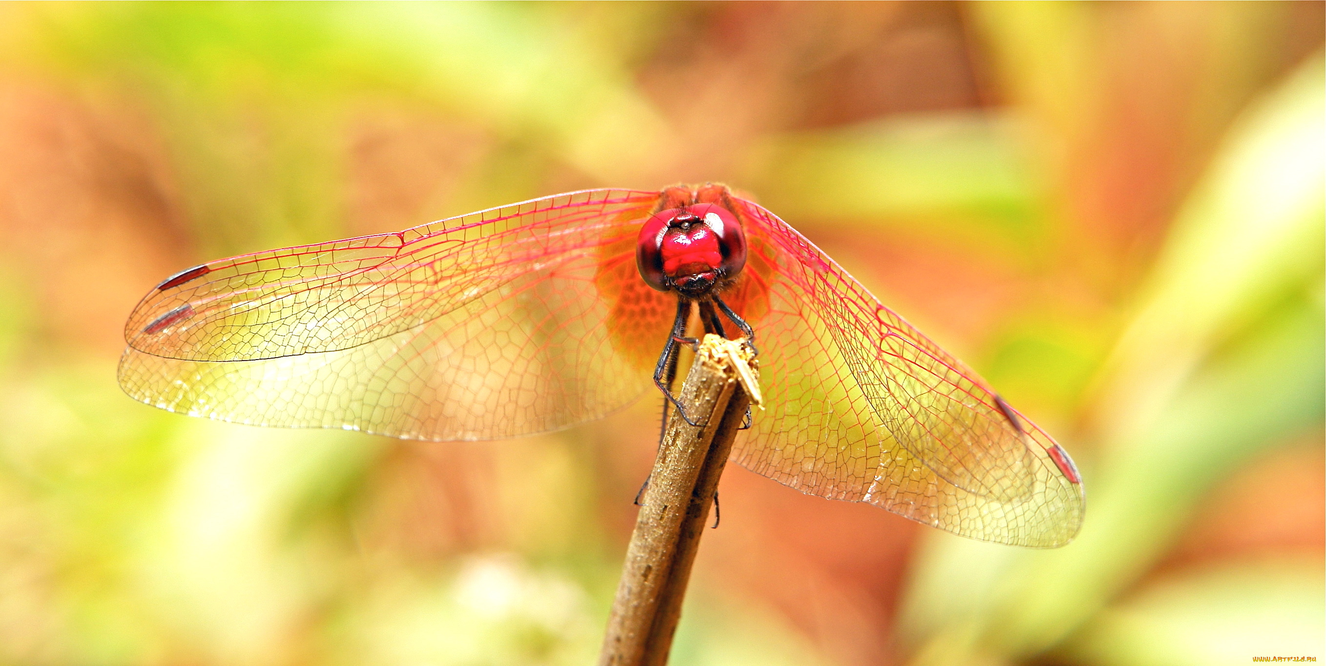 животные, стрекозы, стрекоза, макро, itchydogimages