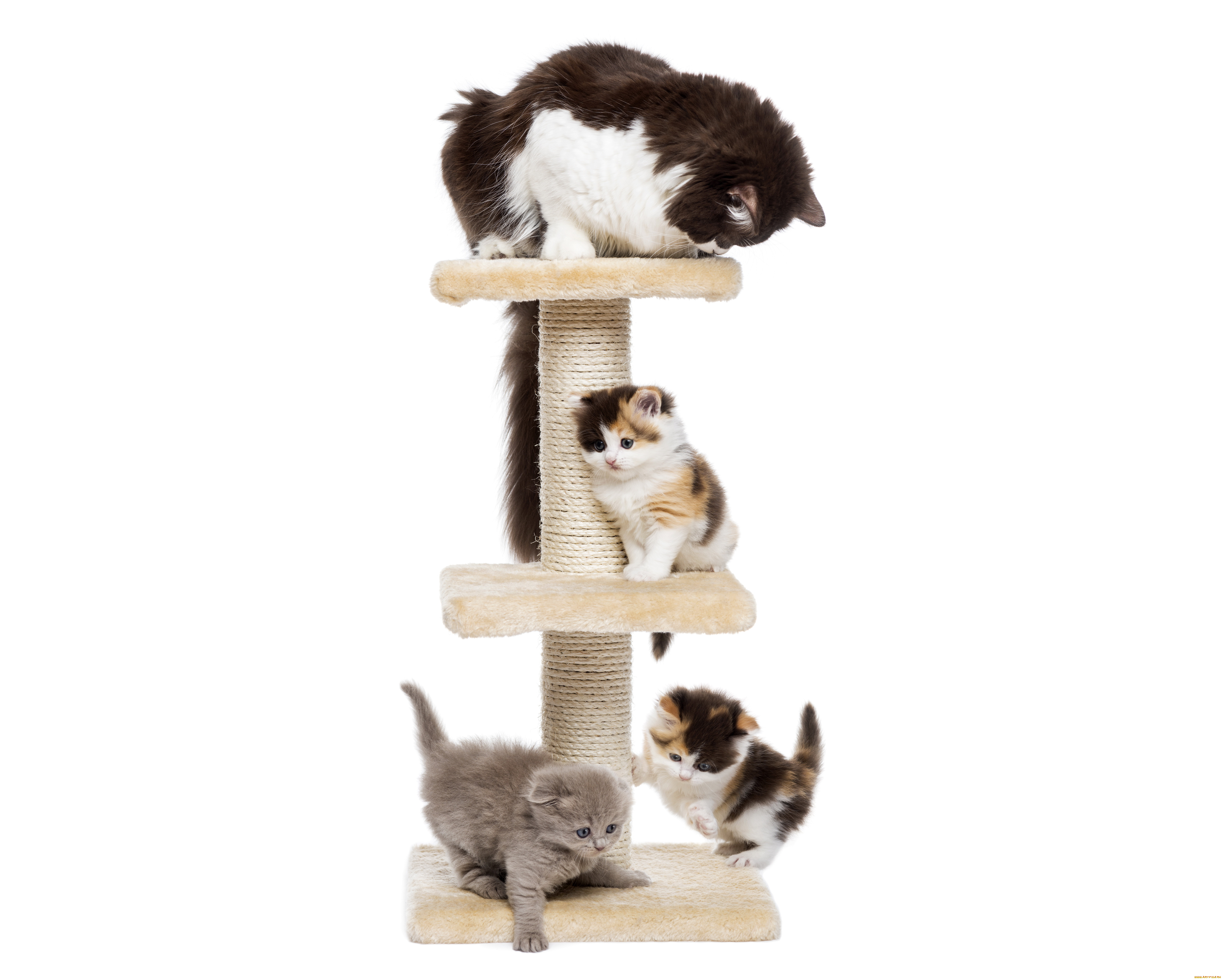 животные, коты, кошка, котята