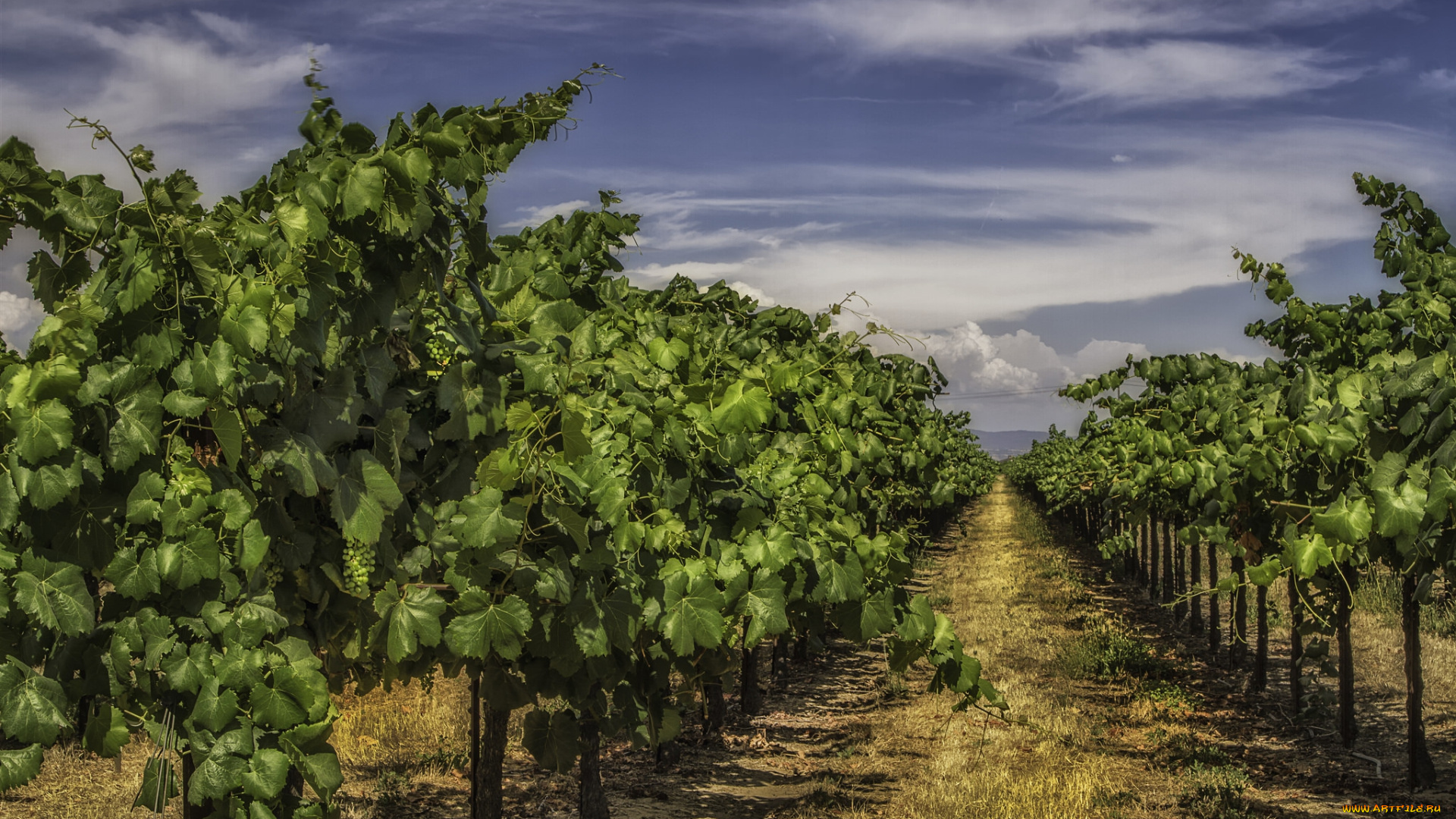 природа, поля, виноградник