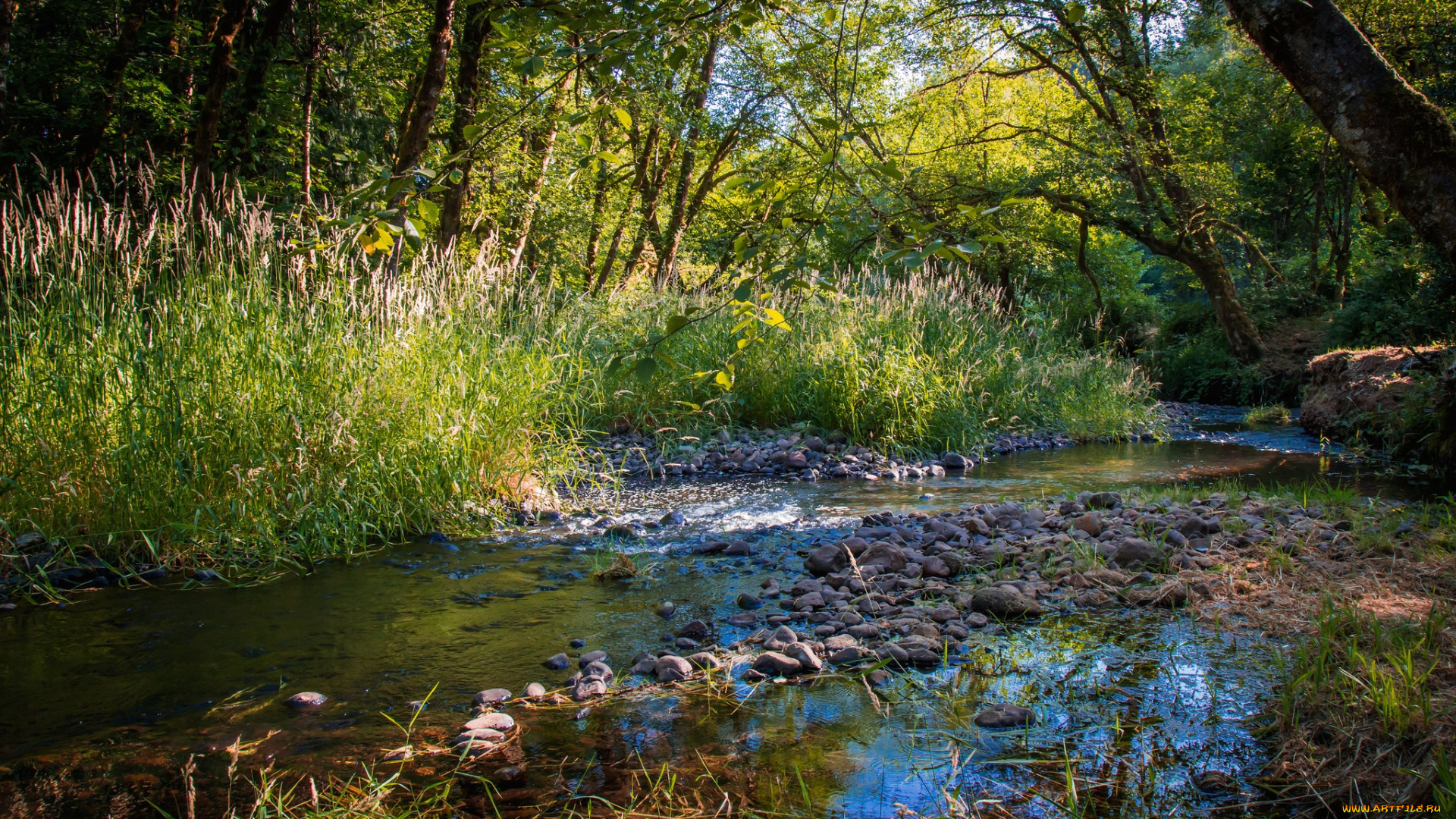 природа, реки, озера, река, лес