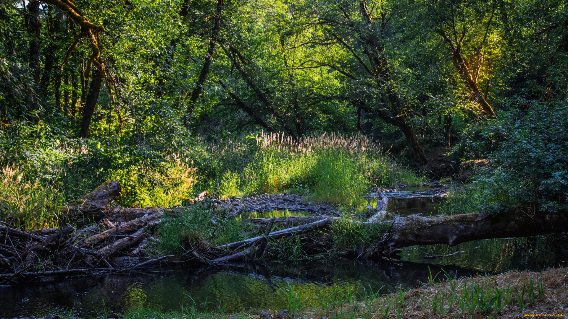 природа, реки, озера, река, лес