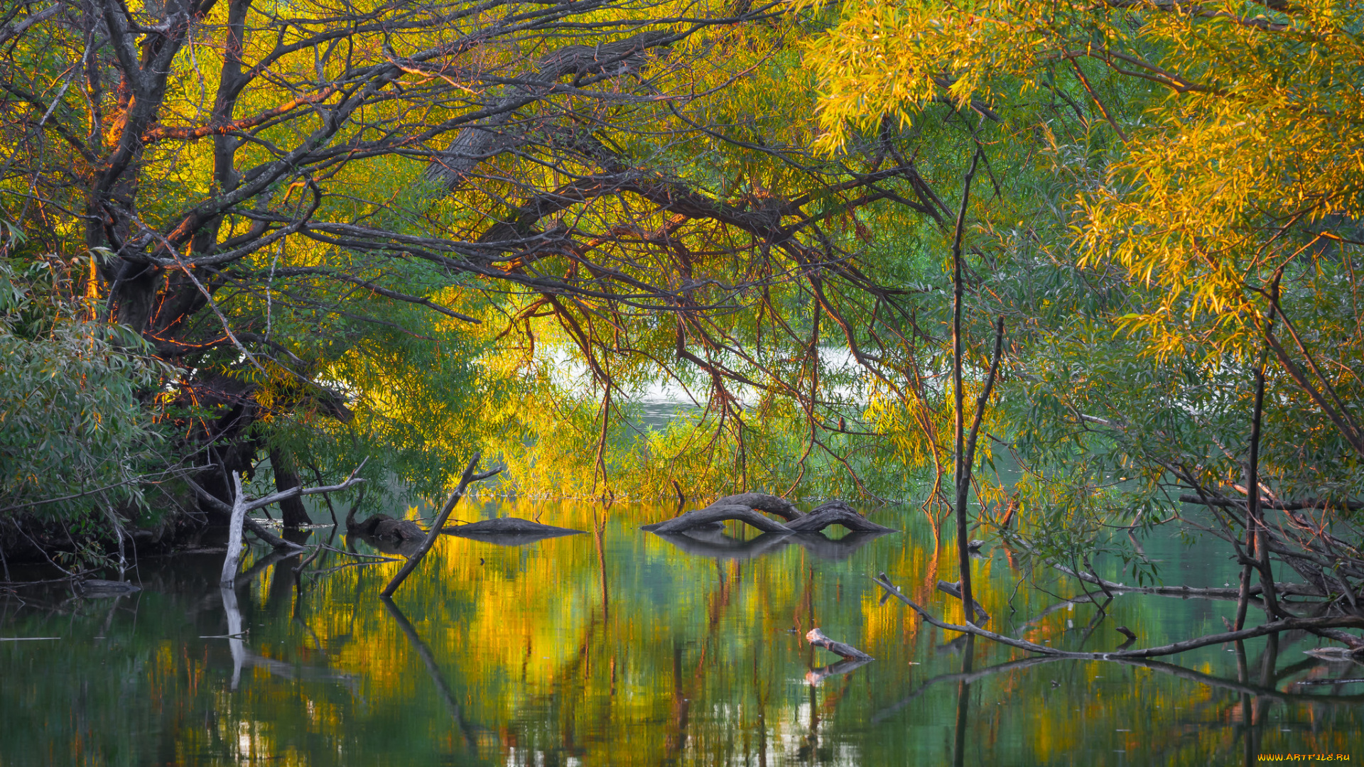 природа, реки, озера, река, лес