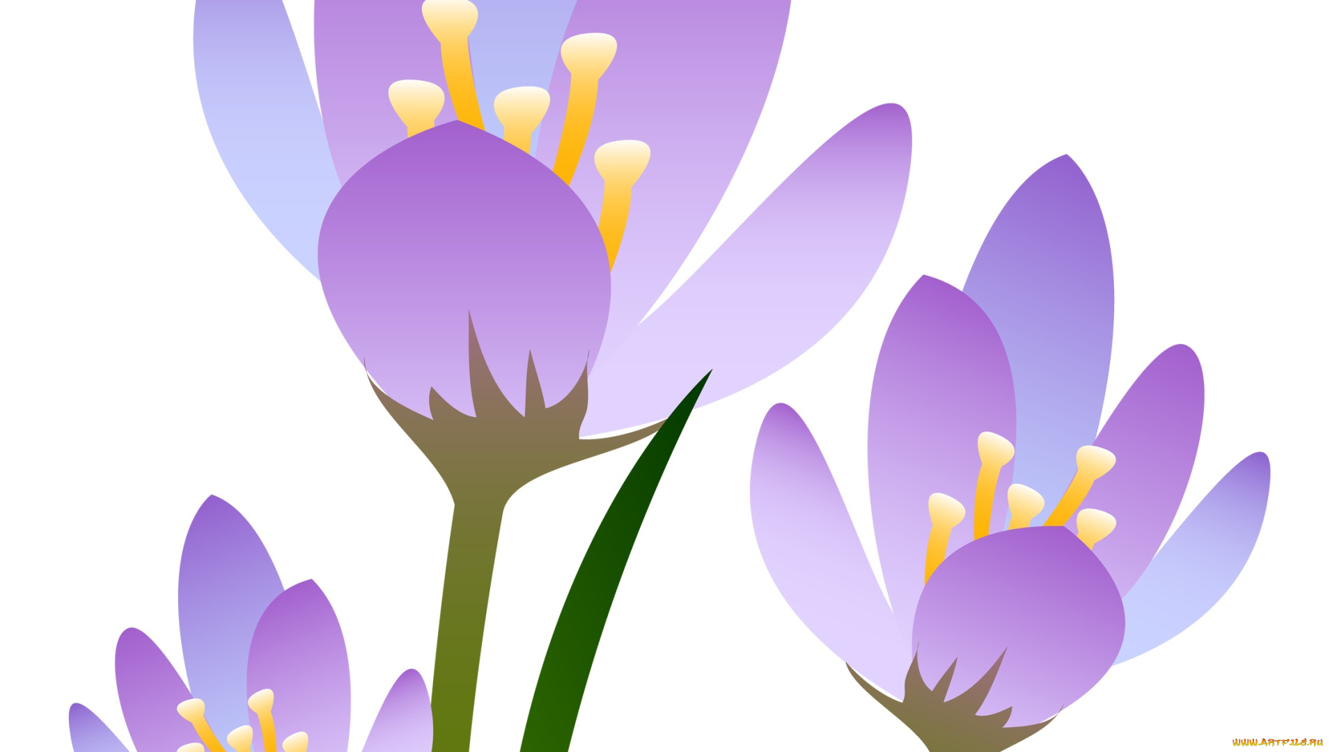 векторная, графика, цветы, , flowers, фон, цветы