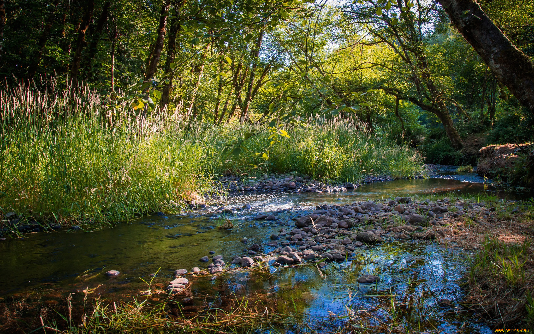 природа, реки, озера, река, лес