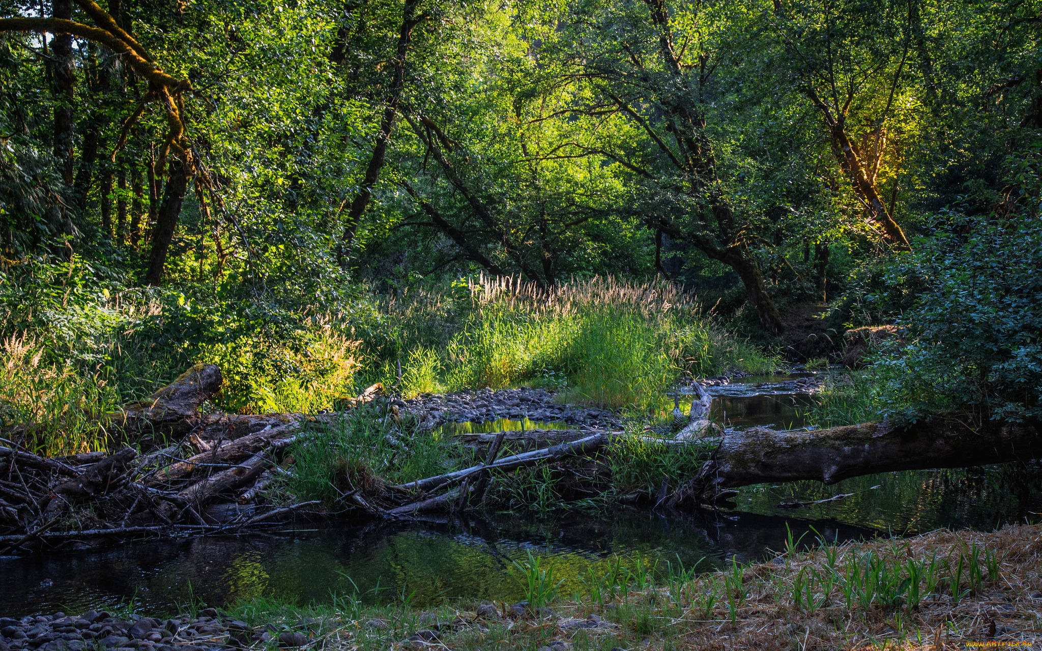 природа, реки, озера, река, лес