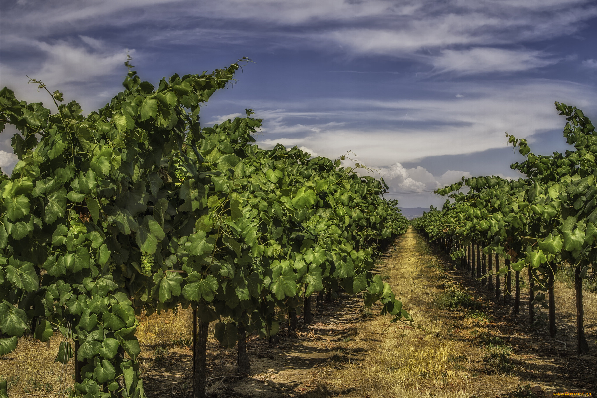 природа, поля, виноградник
