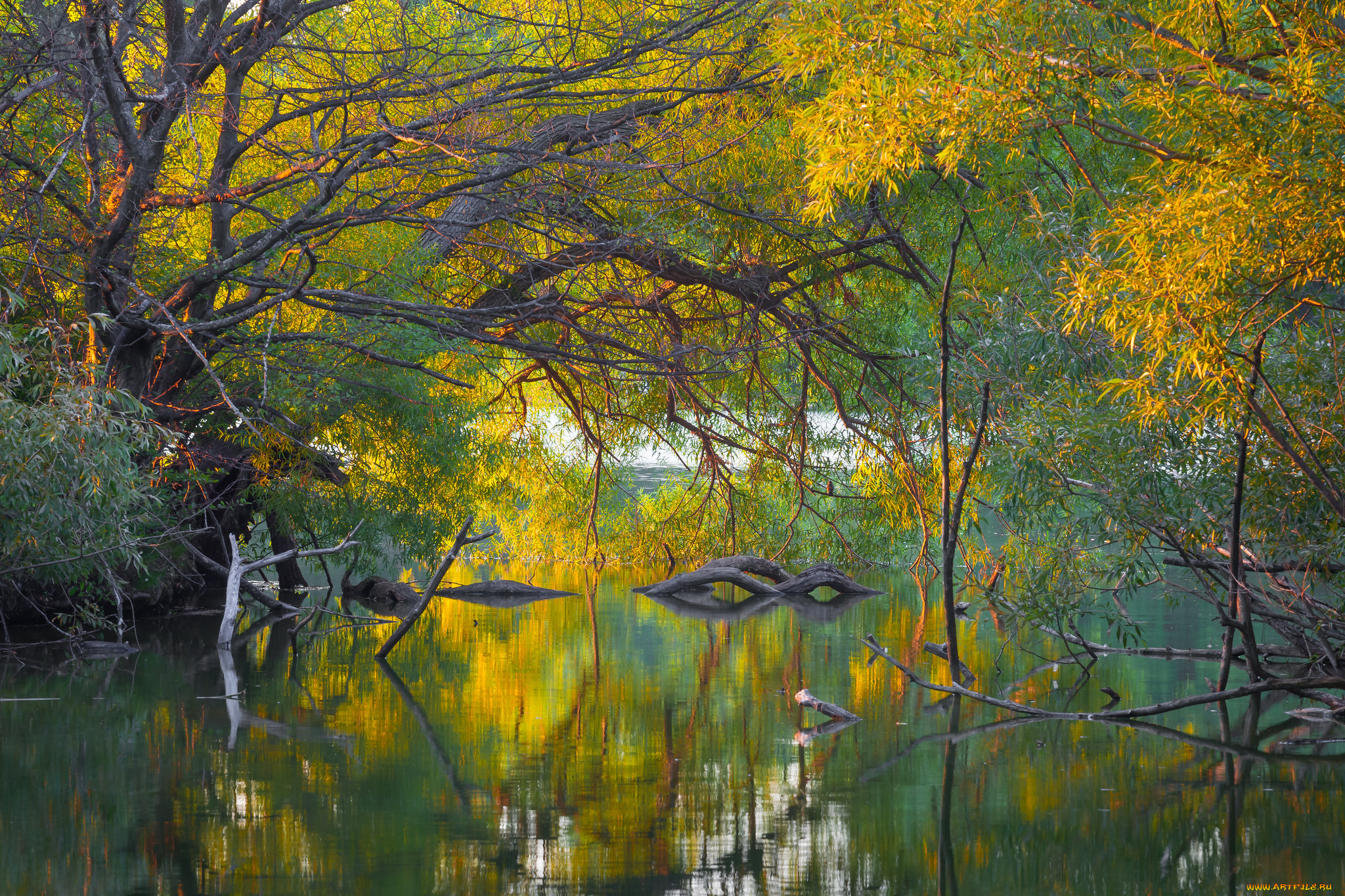 природа, реки, озера, река, лес