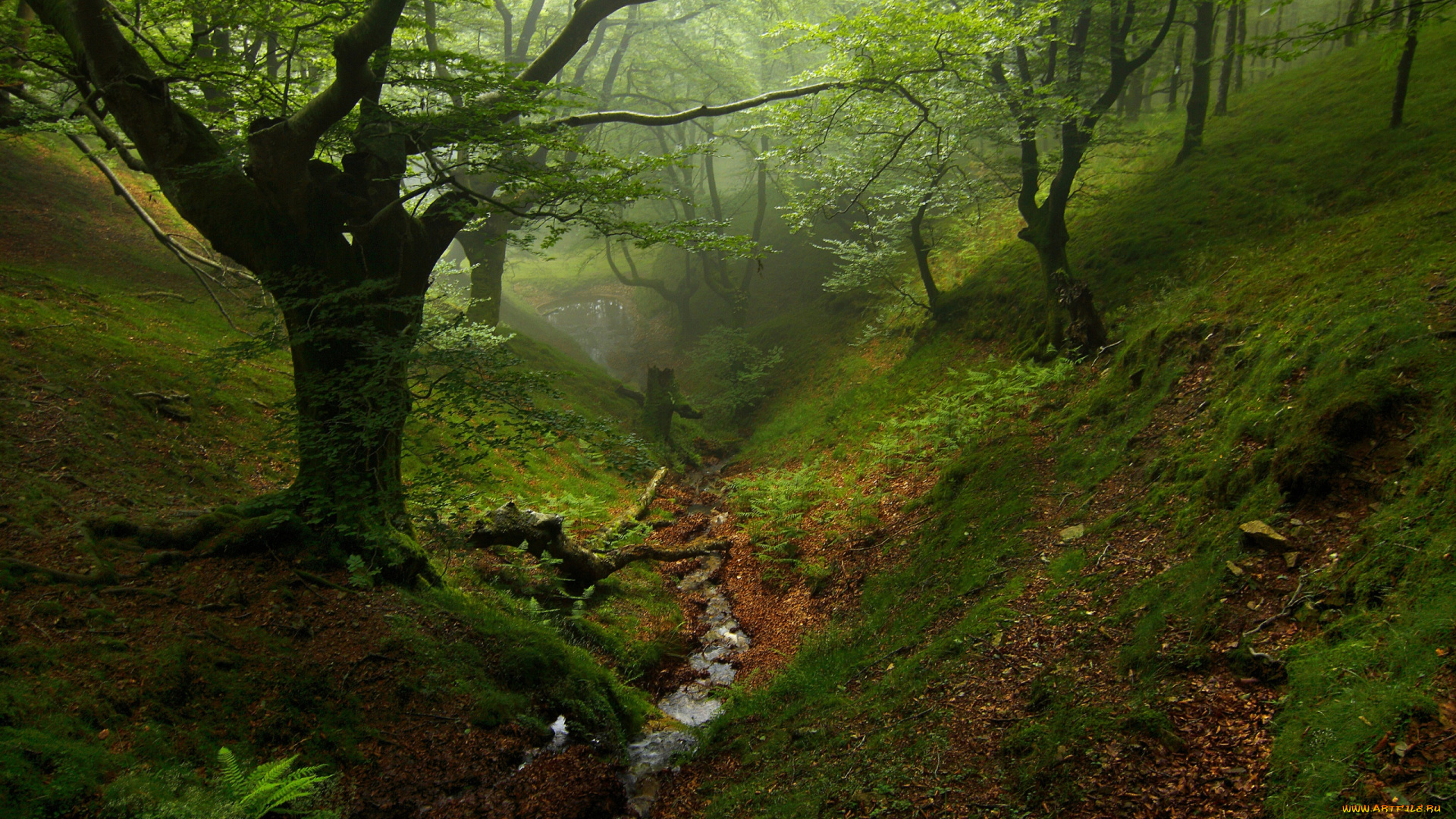 природа, деревья, дерево, овраг, зелень, туман, лес