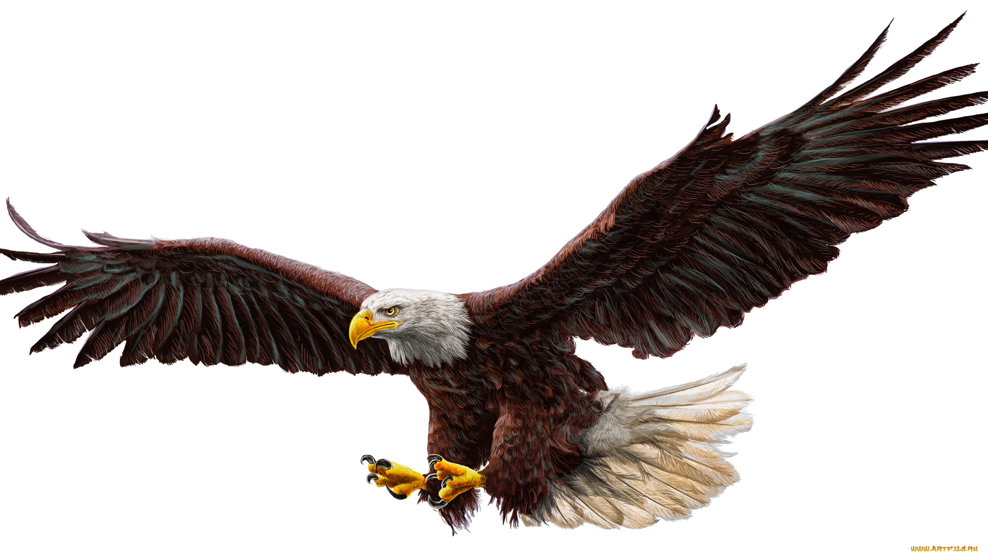 рисованное, животные, , птицы, , орлы, real, bald, eagle, drawing, work, of, art