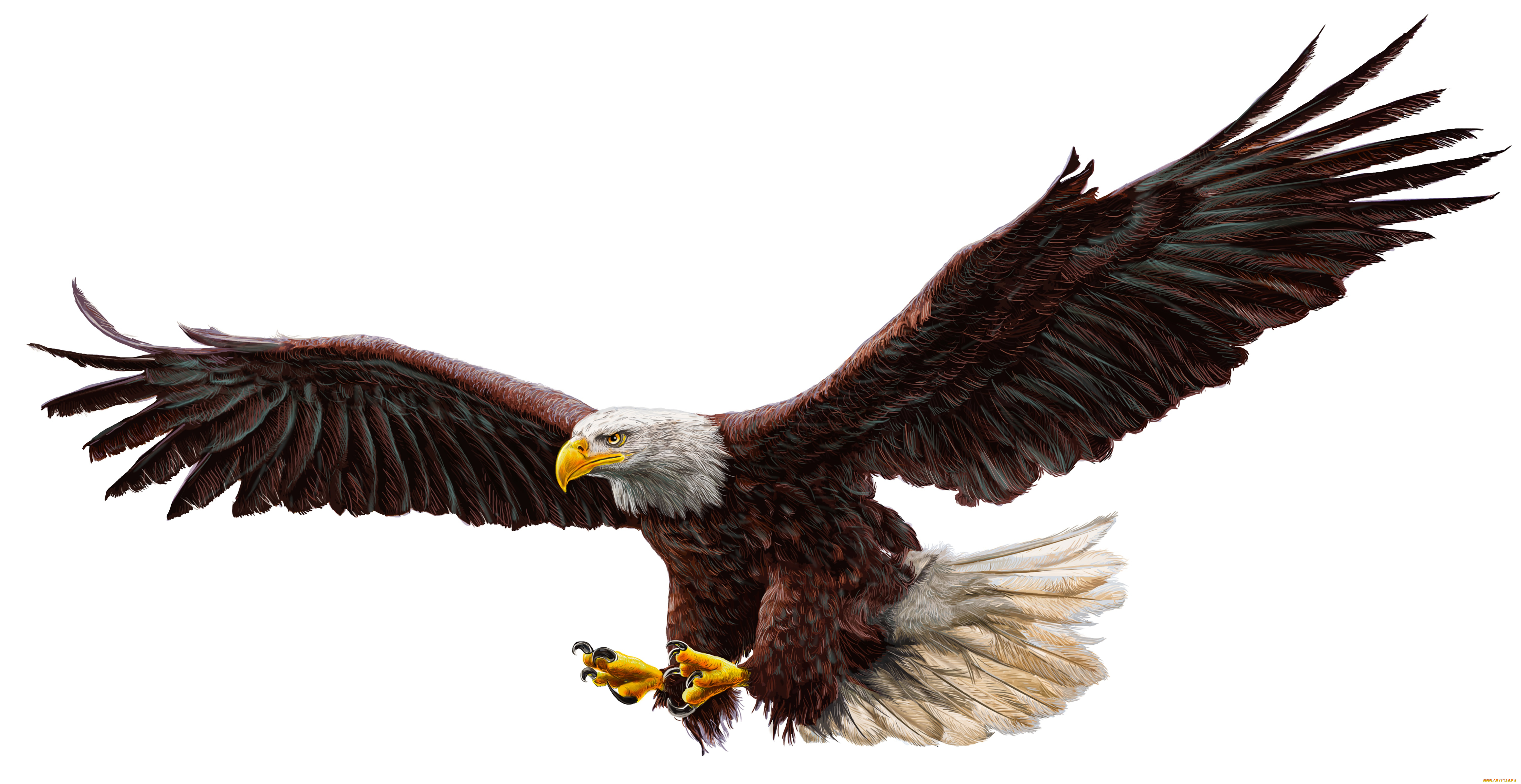 рисованное, животные, , птицы, , орлы, real, bald, eagle, drawing, work, of, art