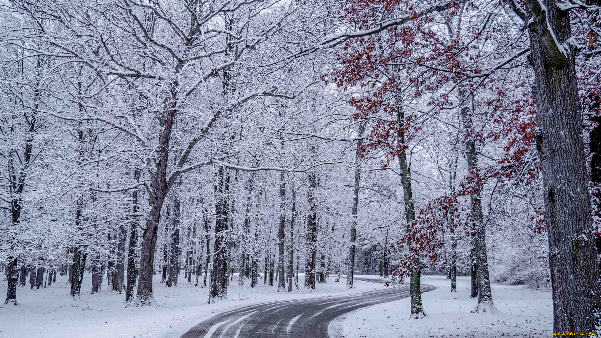 природа, дороги, дорога, деревья, снег